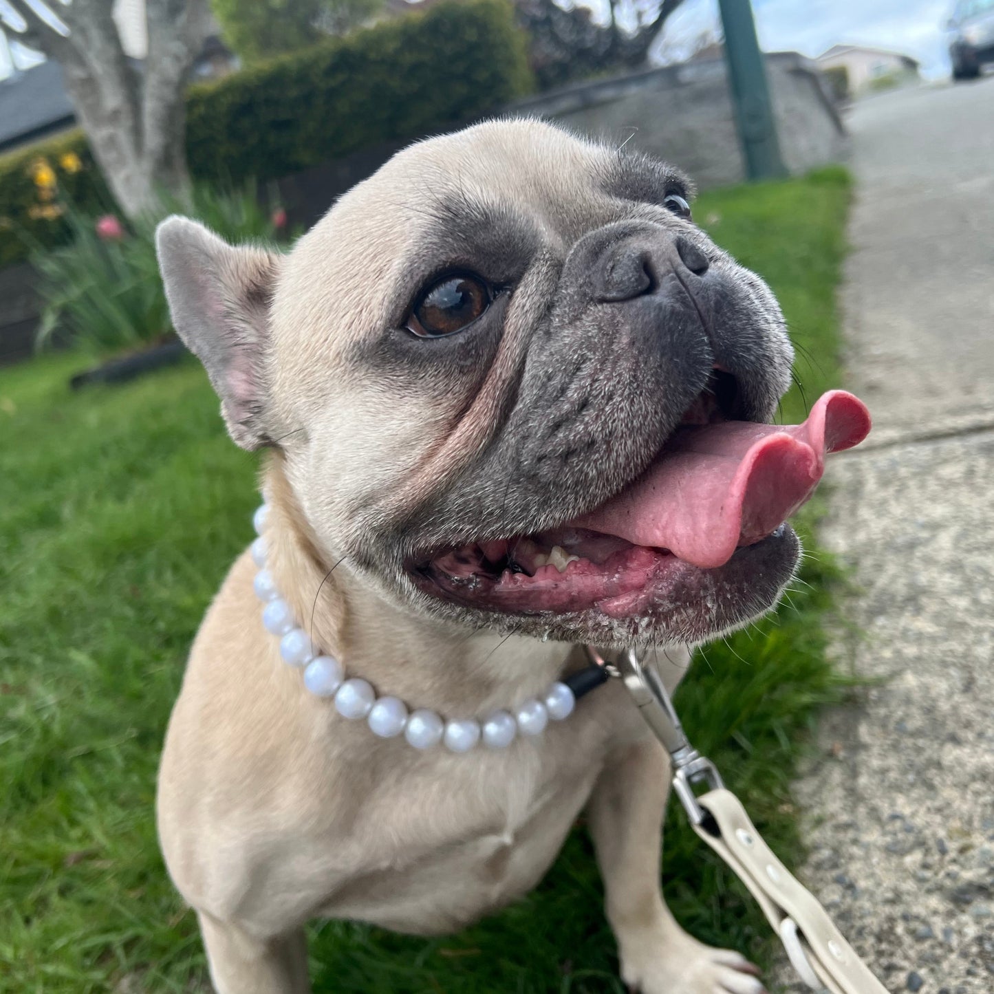 Slip on beaded acrylic beaded dog collar named the Pearl.