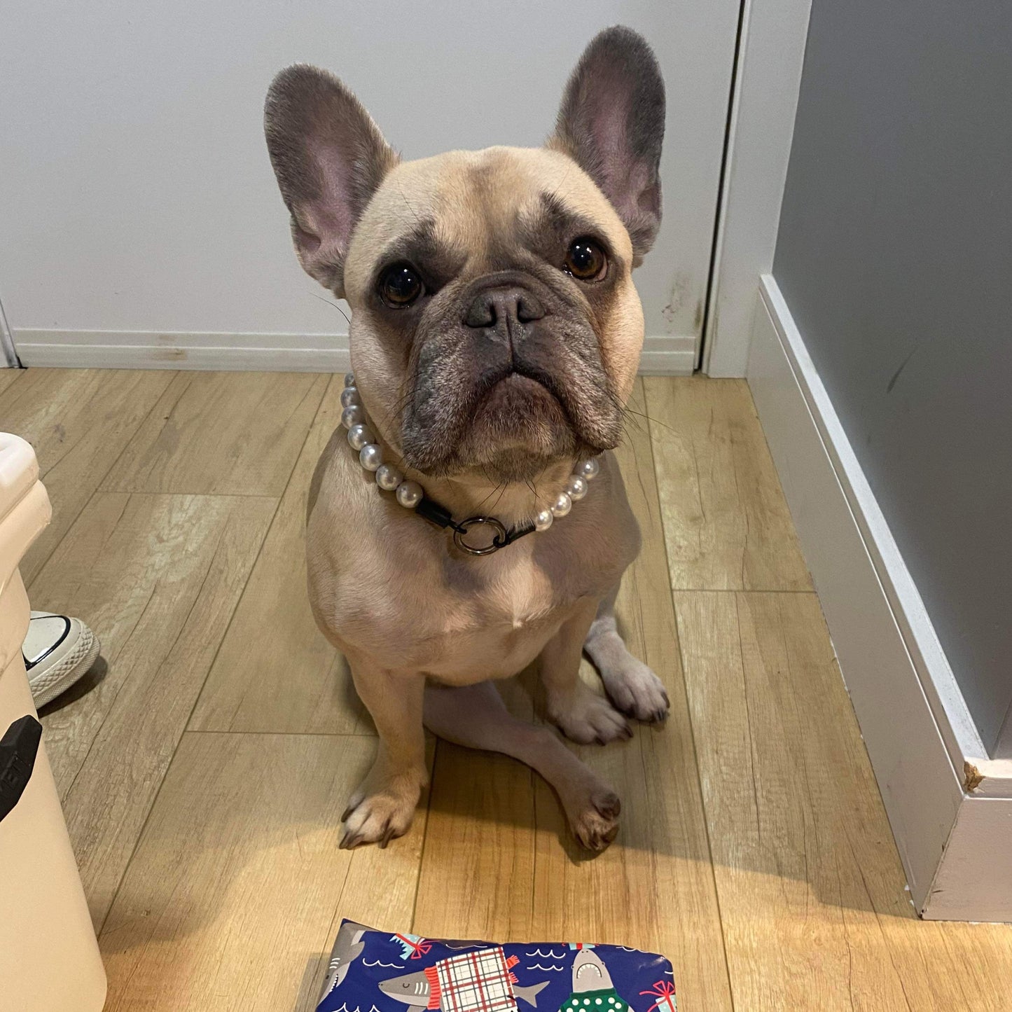 Frenchie dog wearing a pearl necklace