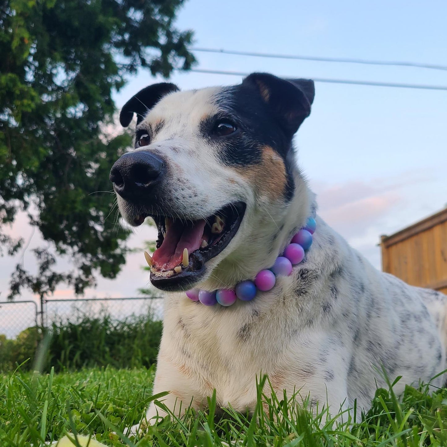 Dog with a colorful collar sitting on grass outdoors