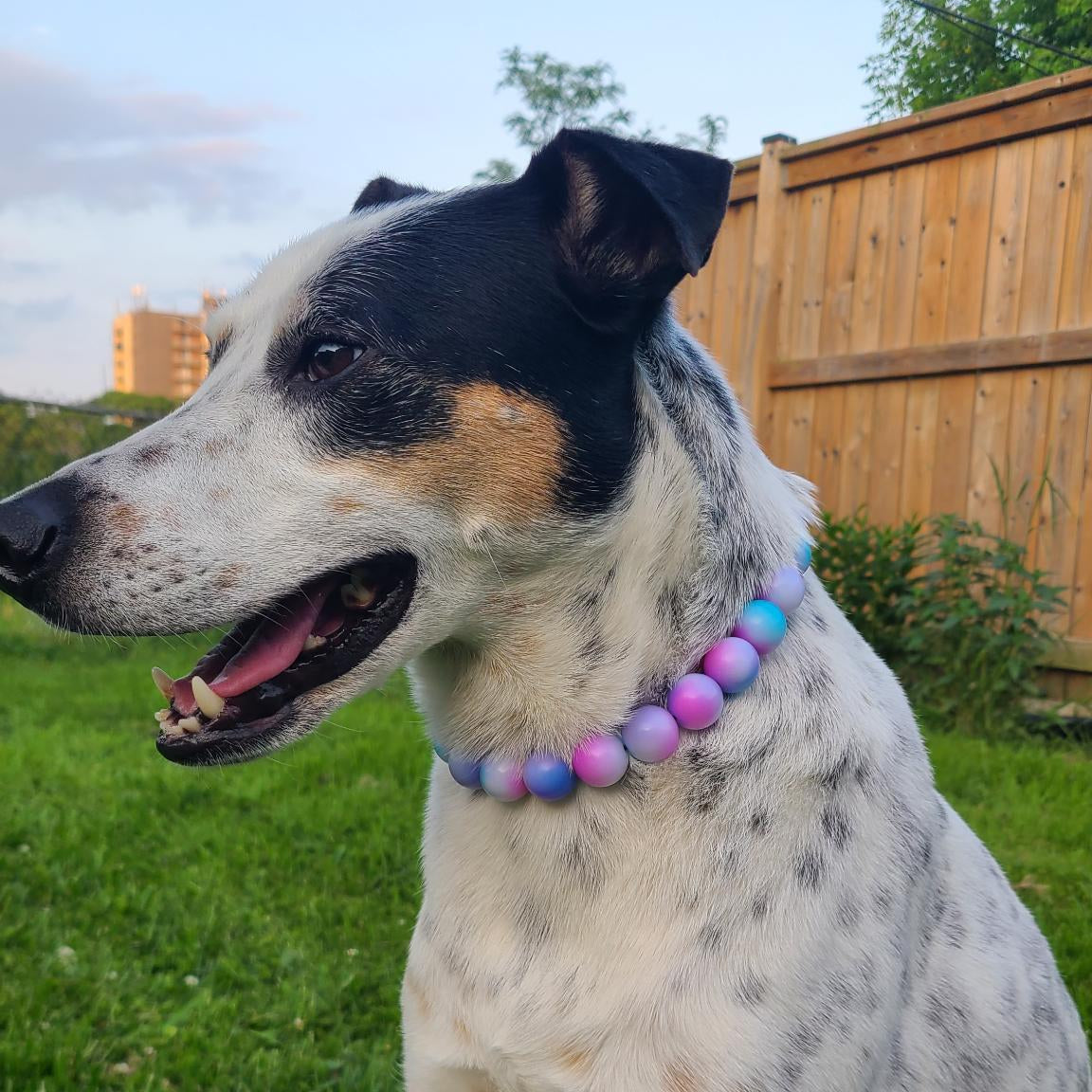 Dog with a colorful bead collar sitting on grass