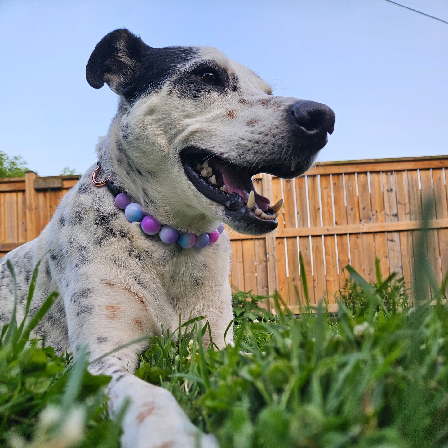 Dog sitting on grass wearing a colorful collar with a wooden fence in the background