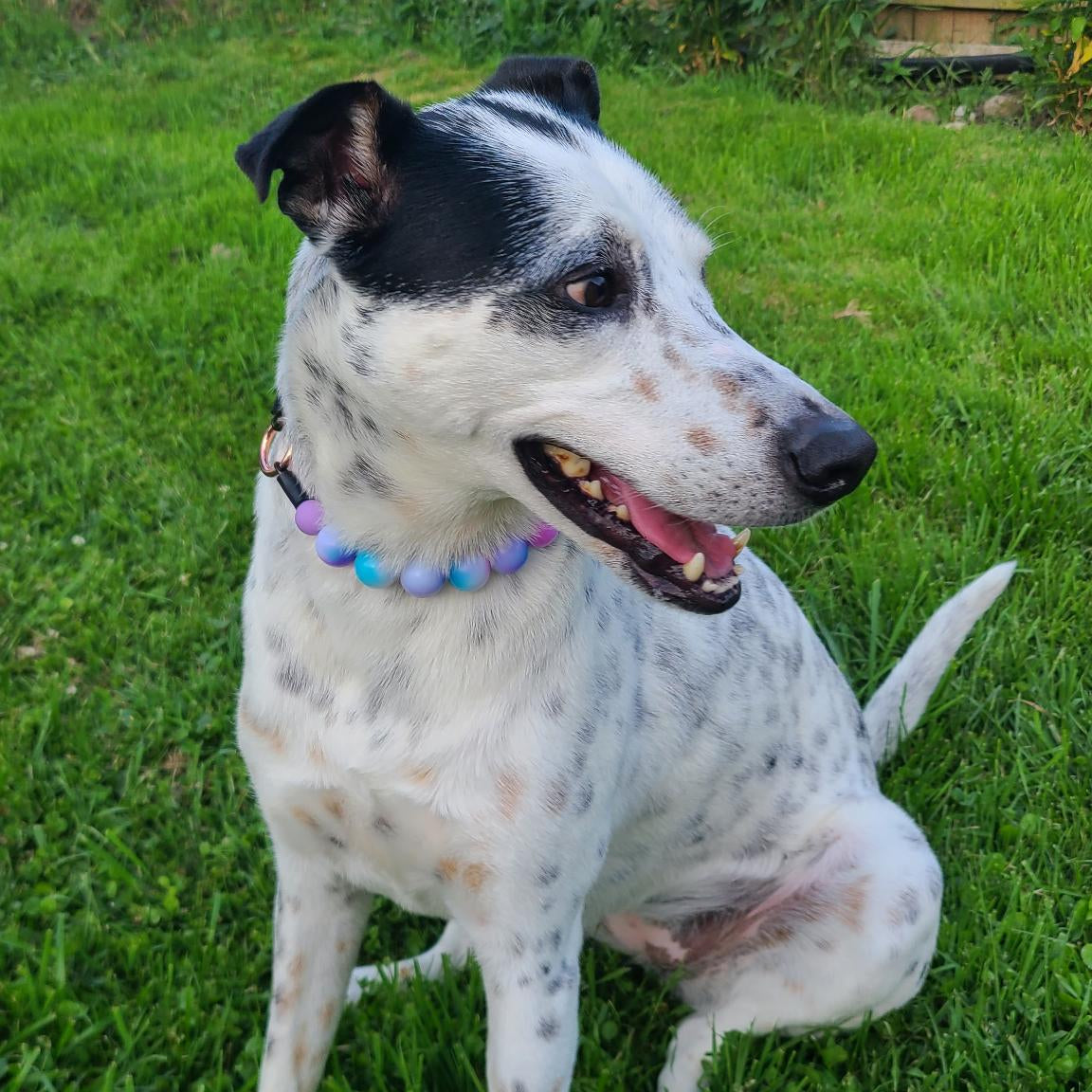 Dog with a colorful collar sitting on grass in front of a wooden fence