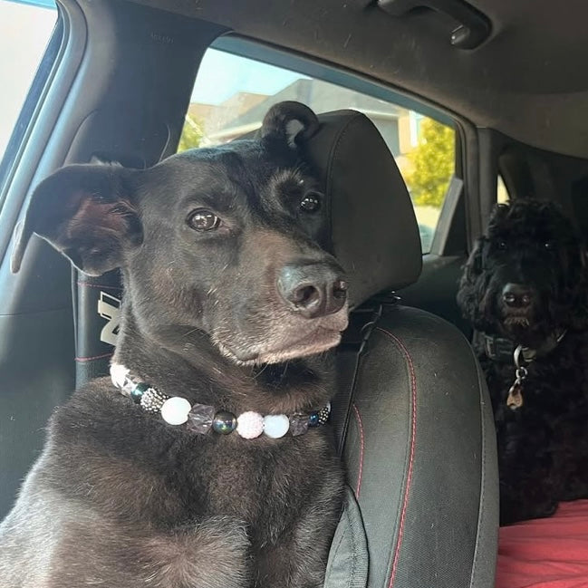 Dog sitting in a car with a beaded collar