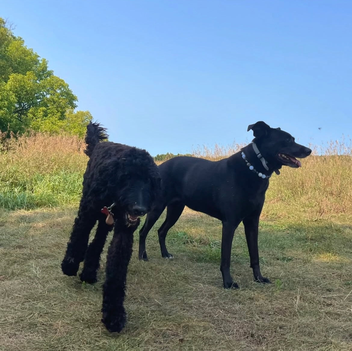 Two black dogs playing in a grassy field with a clear blue sky.