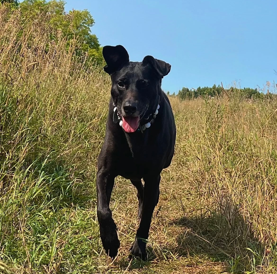 Black dog running in a grassy field with a clear blue sky.