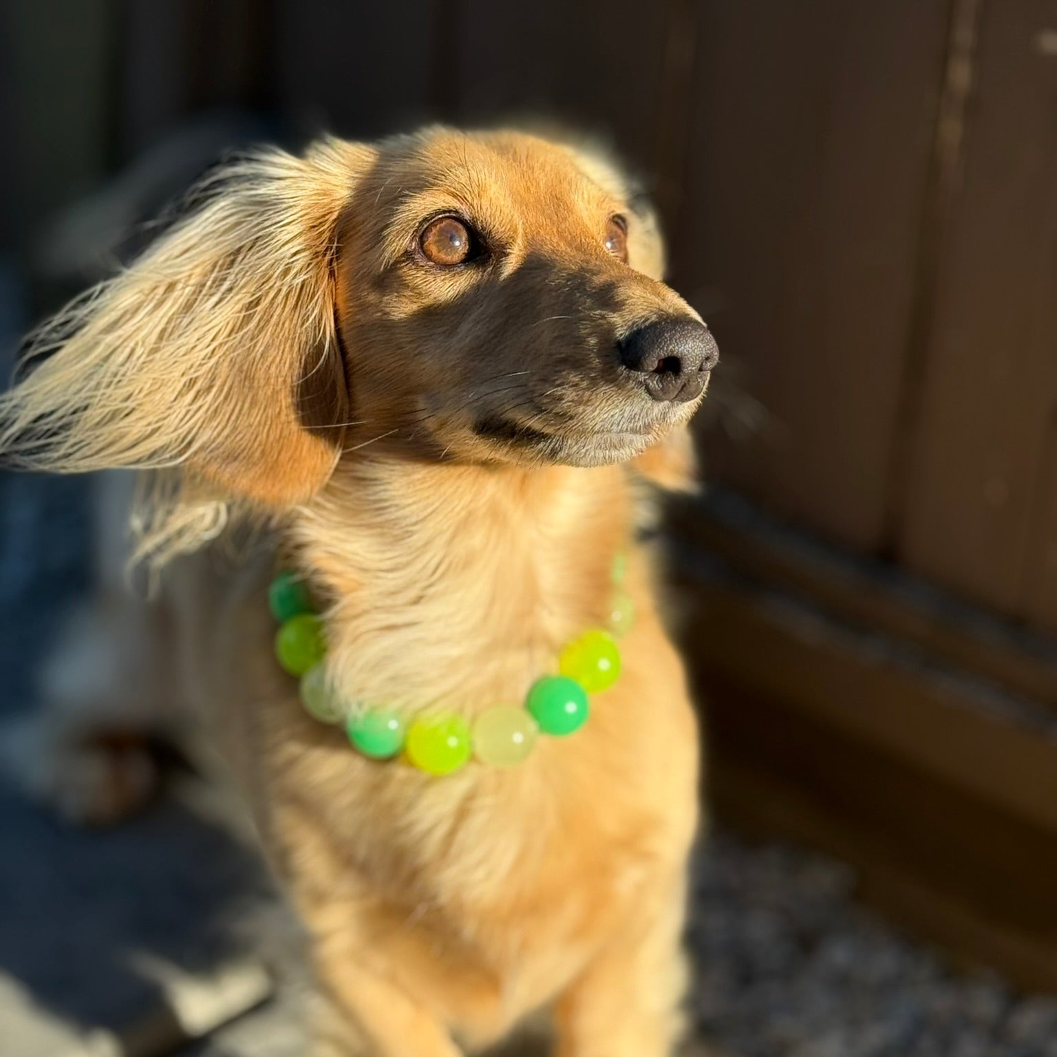 Dog wearing a green glow in the dark beaded pet collar standing on a concrete surface with a wooden fence in the background.