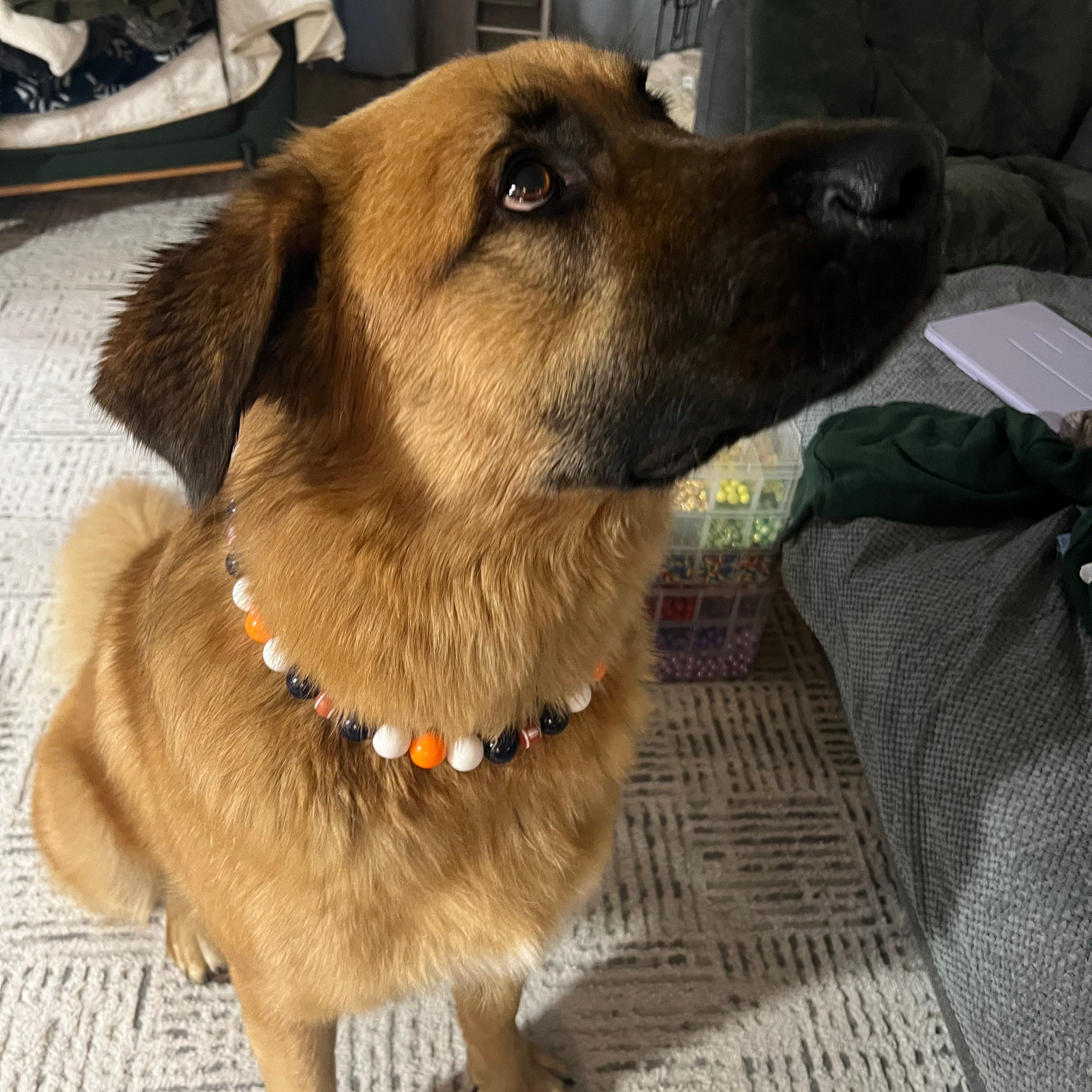 Dog wearing a collar with beads on a textured floor