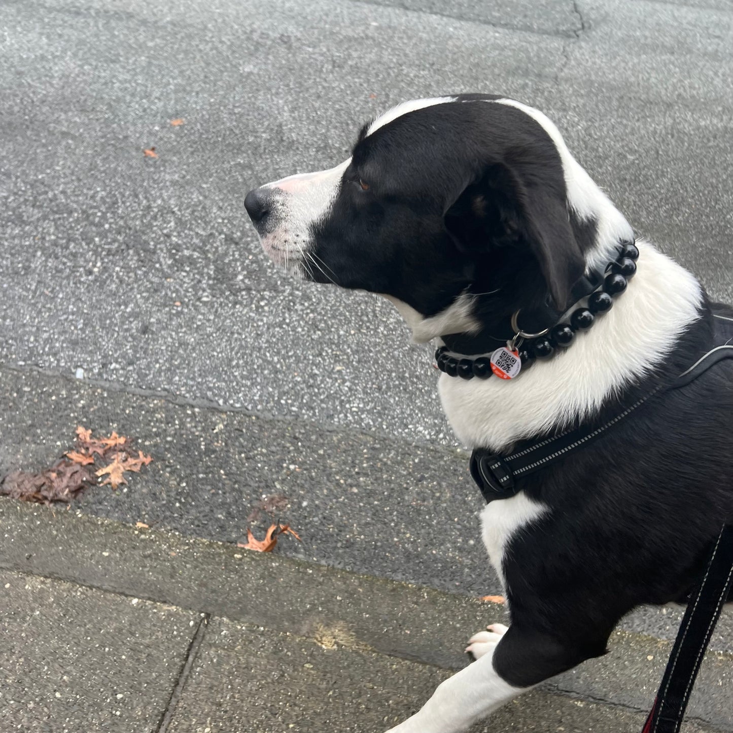 Lab and pitbull mix dog wearing The Betty- Handmade Slip on Beaded Pet Collar made with black acrylic beads - customizable - Durable