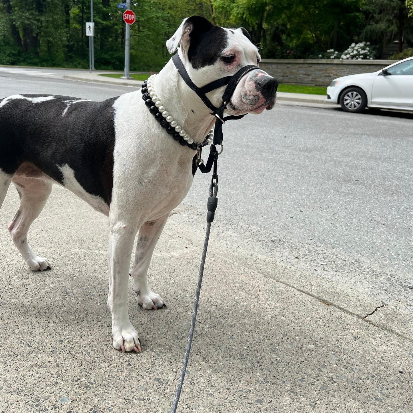The Betty White - Double Strand Collection - Handmade Slip on Beaded Pet Collar made with a strand of small pearl acrylic beads and black acrylic beads - customizable - Durable - black and white dog