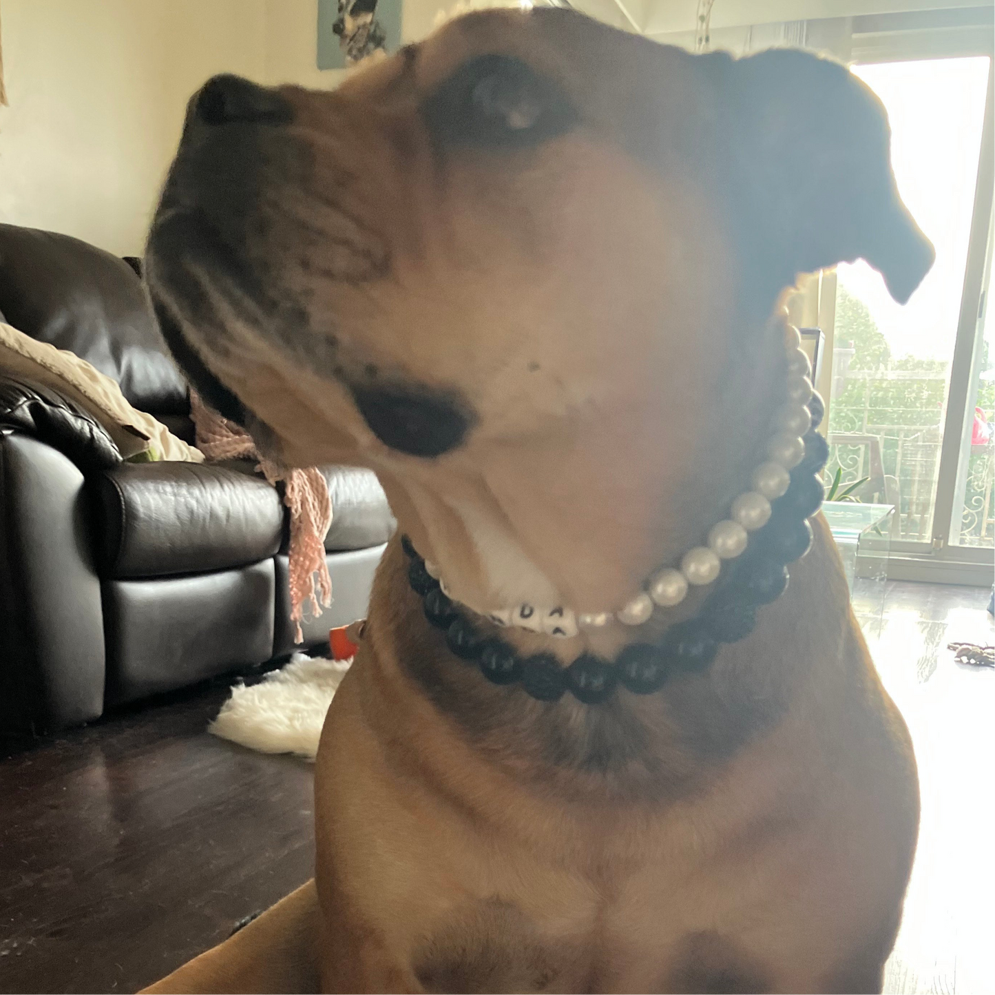 Dog wearing a pearl and beaded collar in a living room setting