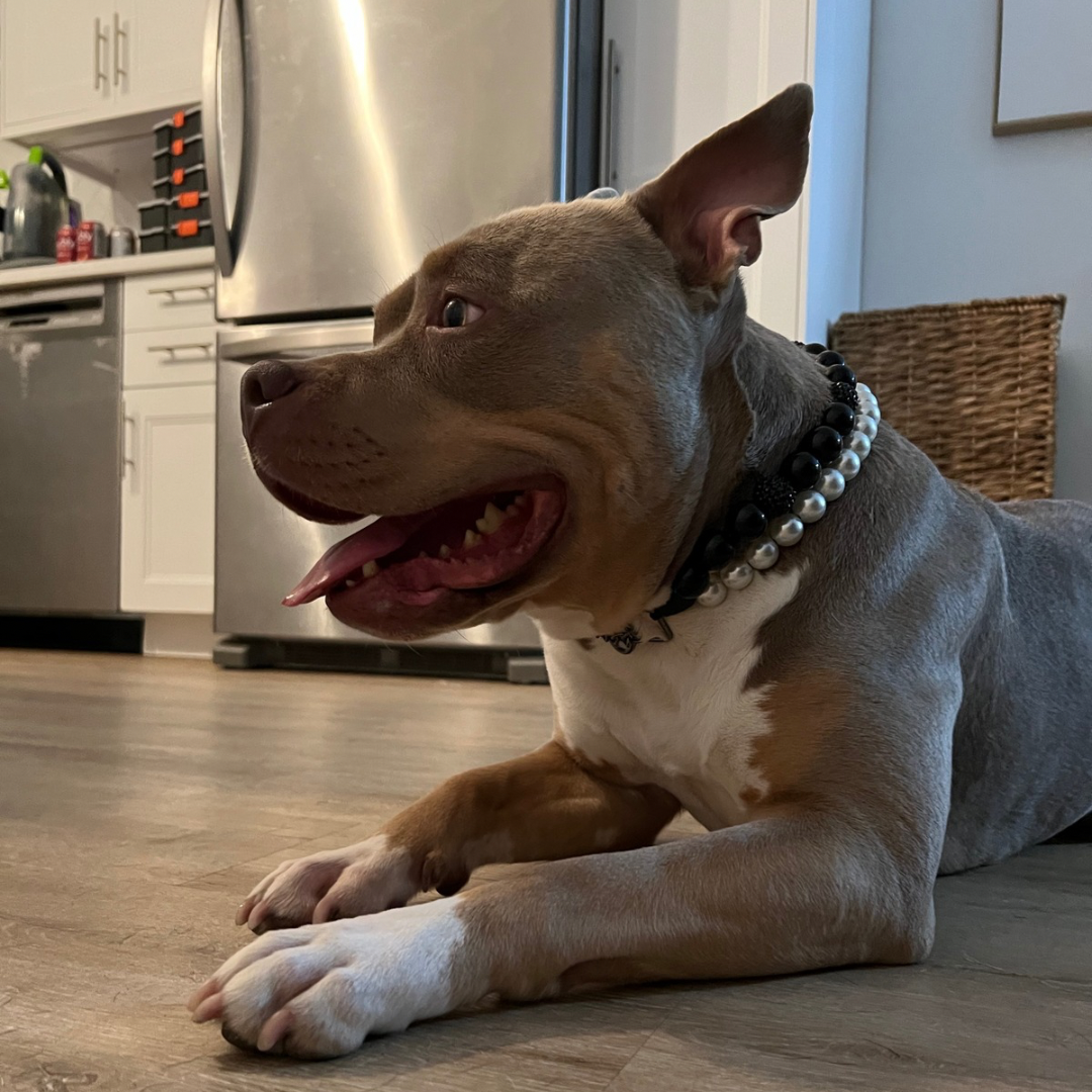 Pitbull wearing The Betty White - Double Strand Collection - Handmade Slip on Beaded Pet Collar made with a strand of small pearl acrylic beads and black acrylic beads - customizable - Durable