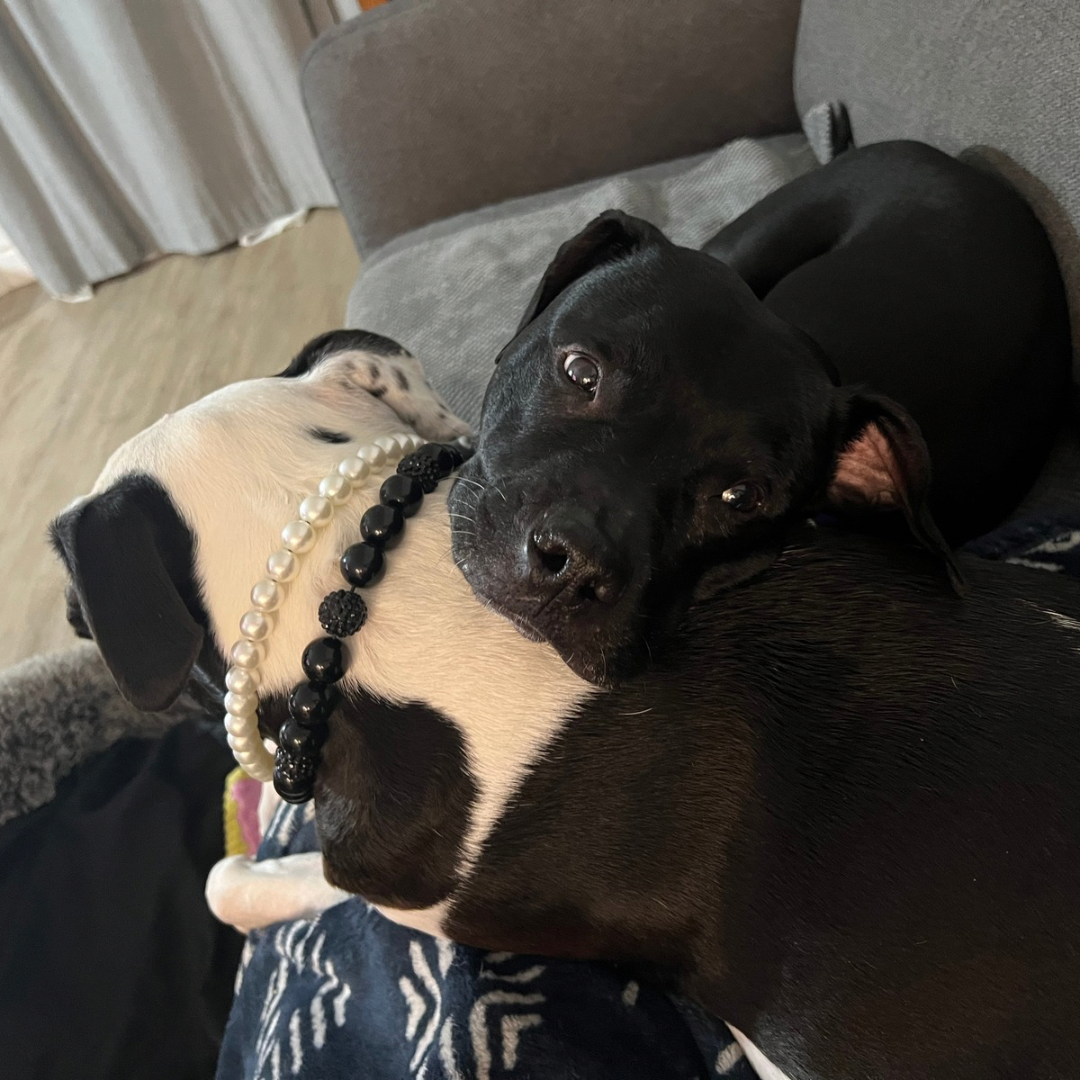 Dog cuddling The Betty White - Double Strand Collection - Handmade Slip on Beaded Pet Collar made with a strand of small pearl acrylic beads and black acrylic beads - customizable - Durable