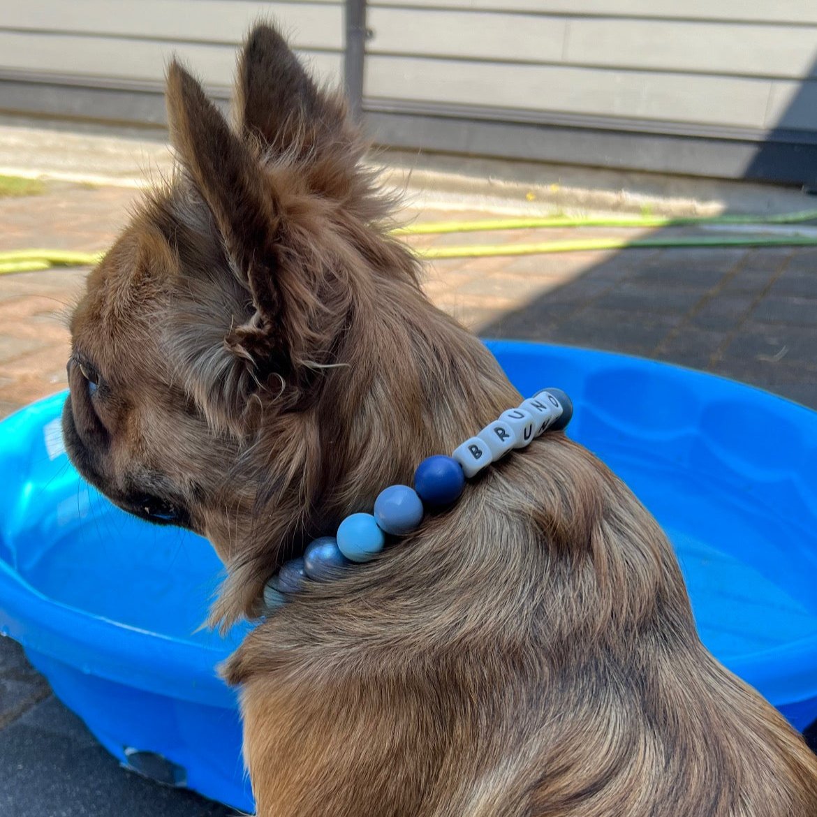 Custom Collar - BLUE JEANS