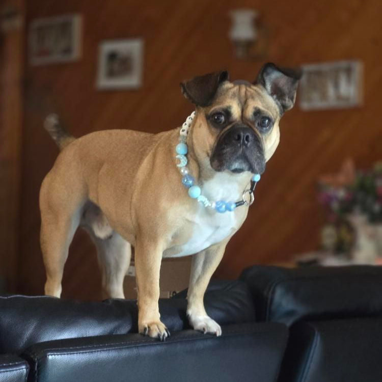 Dog standing on a black leather couch with a wooden wall in the background