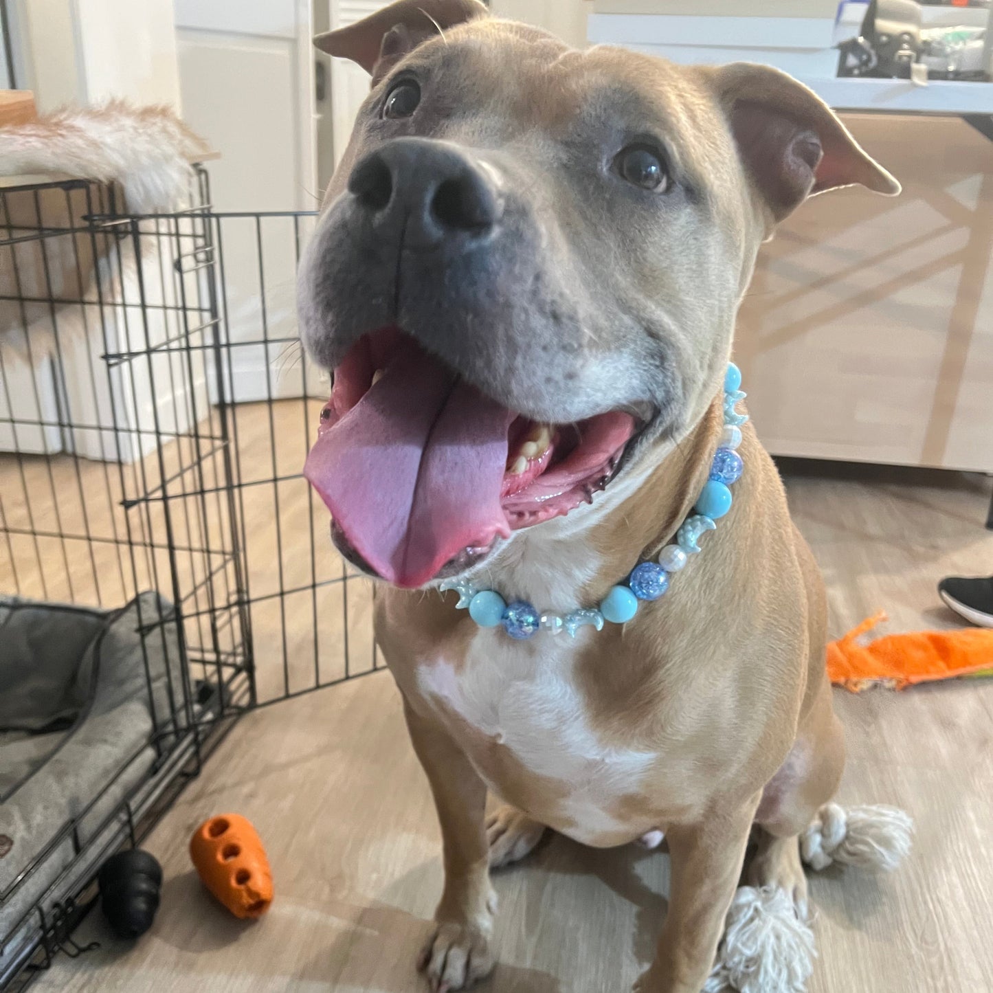 Dog with a blue beaded collar standing on a wooden floor with toys around
