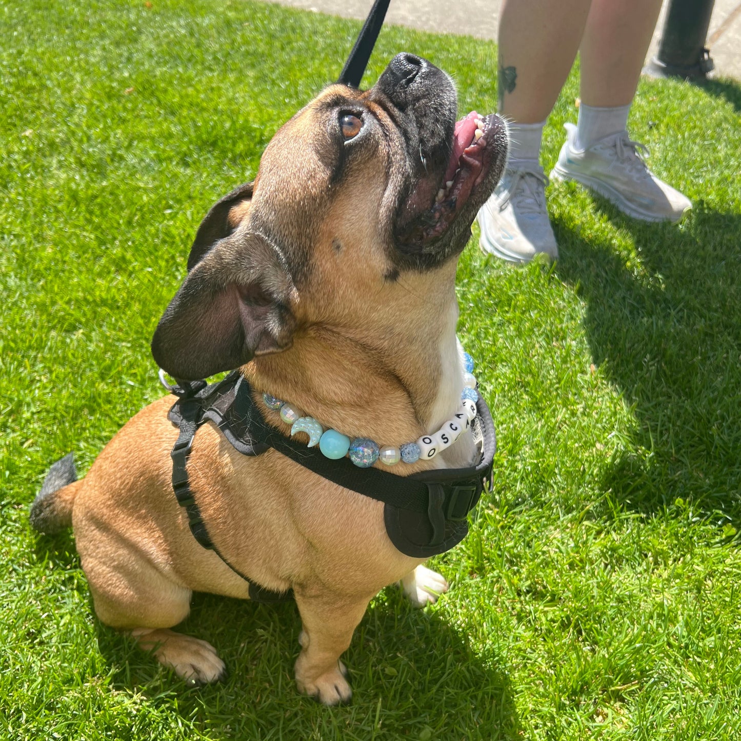 Dog on a leash looking up at the camera on grass