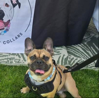 Dog wearing a beaded pet collar with a sign in the background.