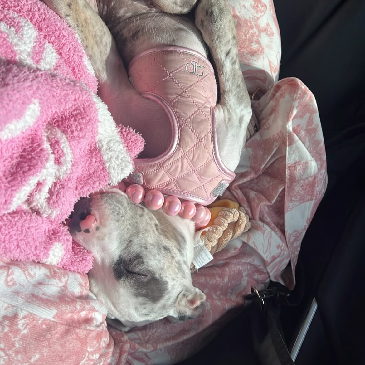 Dog lying on a pink blanket with a pink shoe nearby