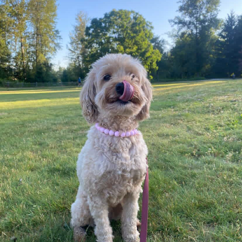 Dog on a leash in a park with trees in the background