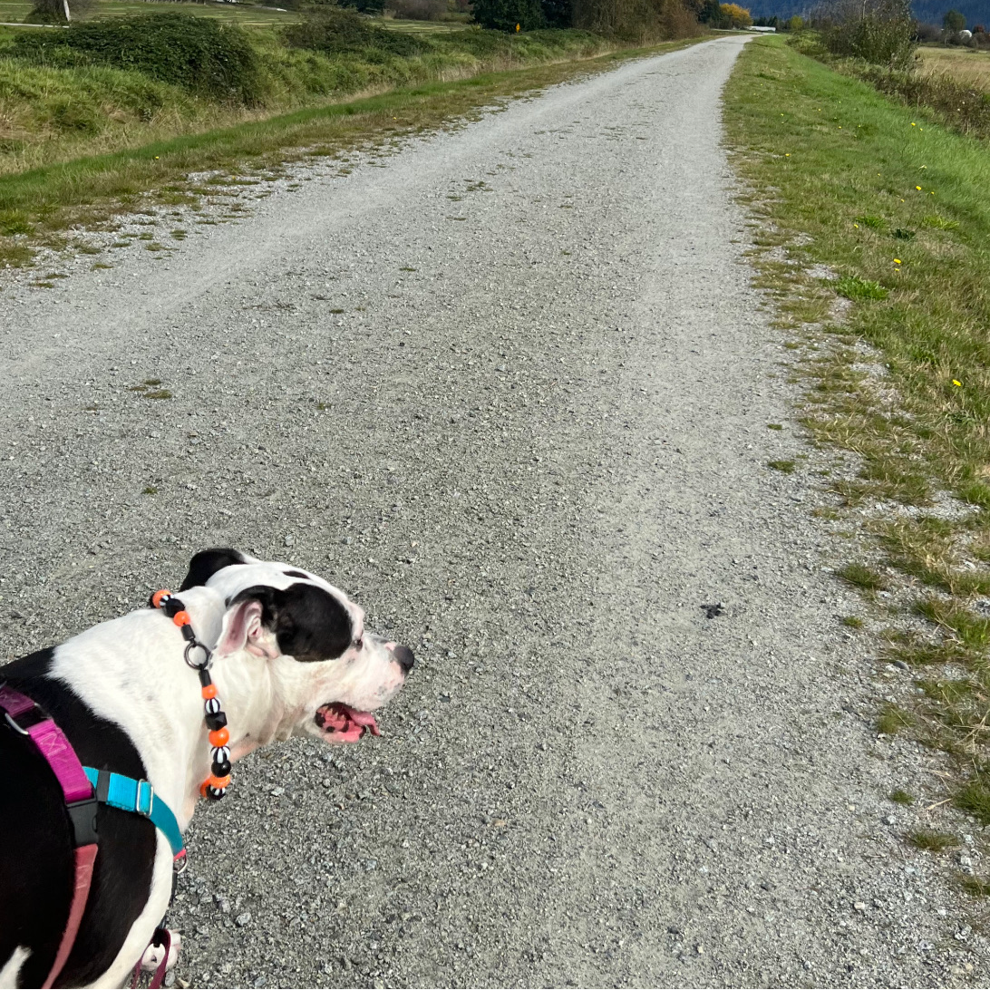 Poppy the Dog on a walk on the Dyke wearing a Black and Orange Beaded Pet Collar with Circus Theme Black and White Beads. The Collars name is Burton.