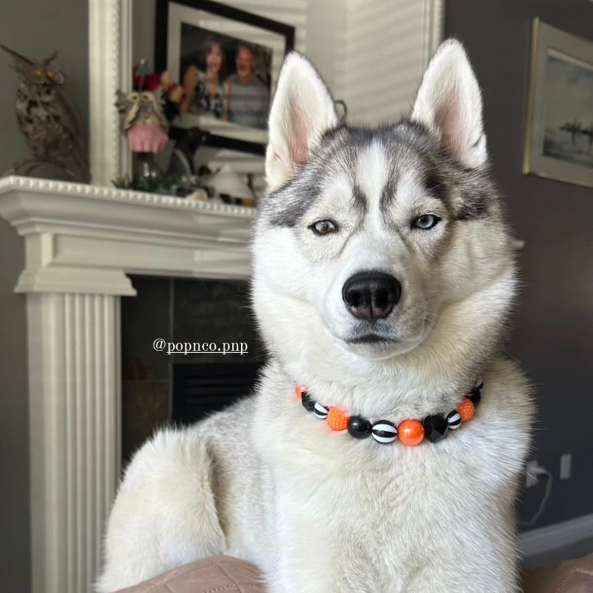 Dog wearing a colorful collar sitting in front of a fireplace with family photos on the mantle.