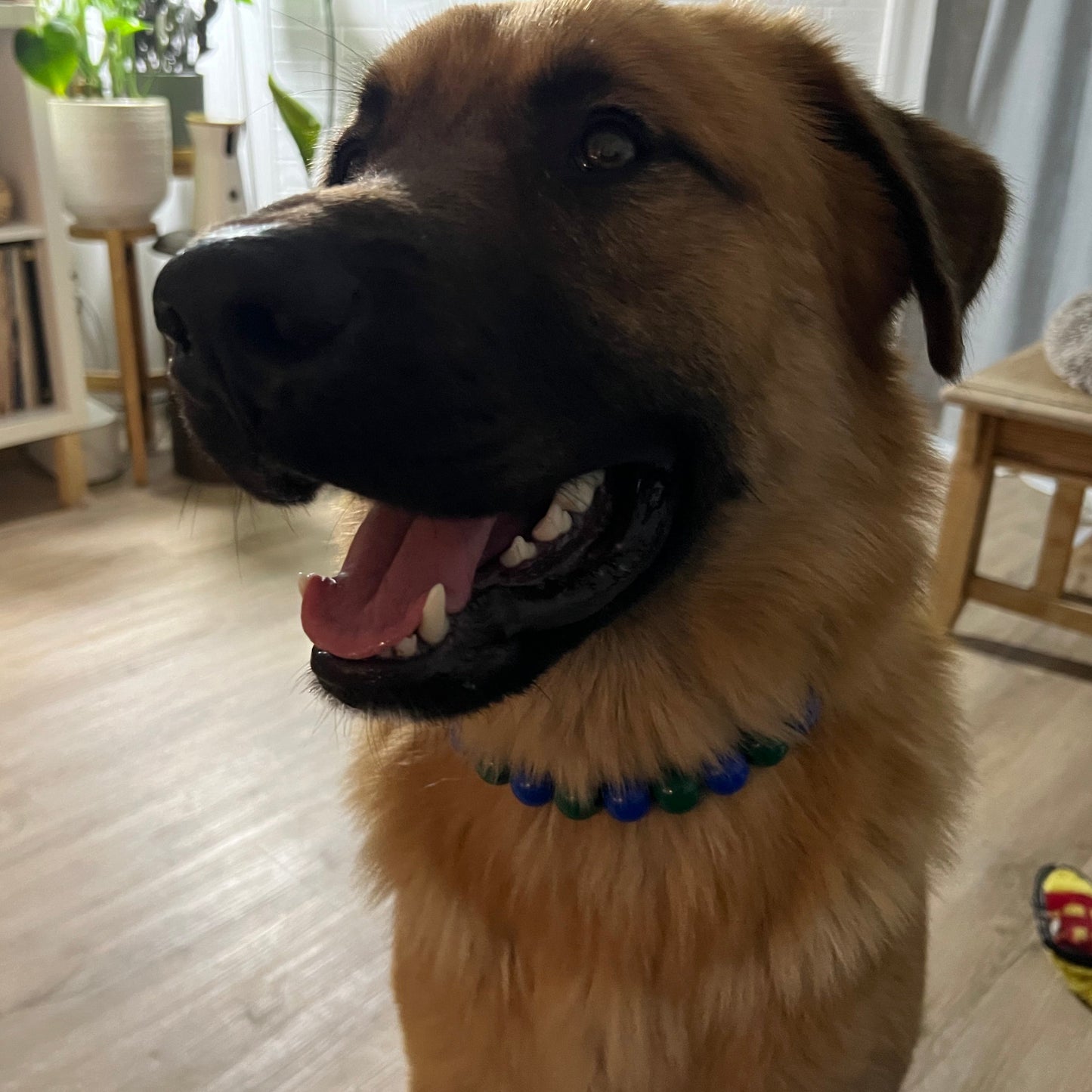 Happy dog wearing The Dino Bite - Handmade Slip on Beaded Pet Collar made with dark green and blue acrylic beads - customizable - Durable - adorable - Vancouver Hockey Canucks Theme Dog Collar