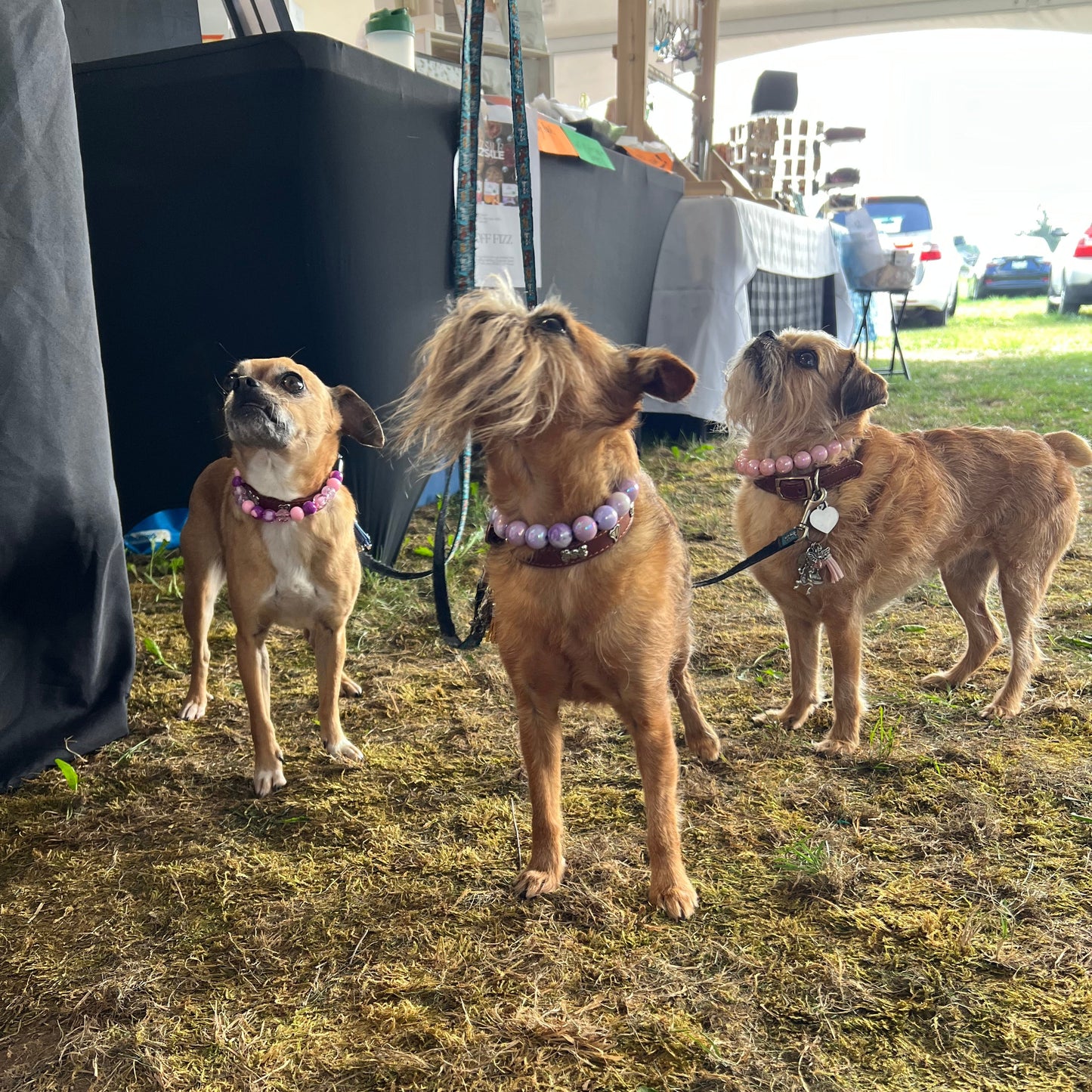 Three dogs standing on a grassy area with a blurred background POPNCO beaded collar, Beaded dog collar, Breathable dog collar, Comfortable Dog Collar, dog collar, Durable dog collar, Easy to clean dog collar, fashion collar, handmade, Pet accessories, pet collar, Slip on dog collar