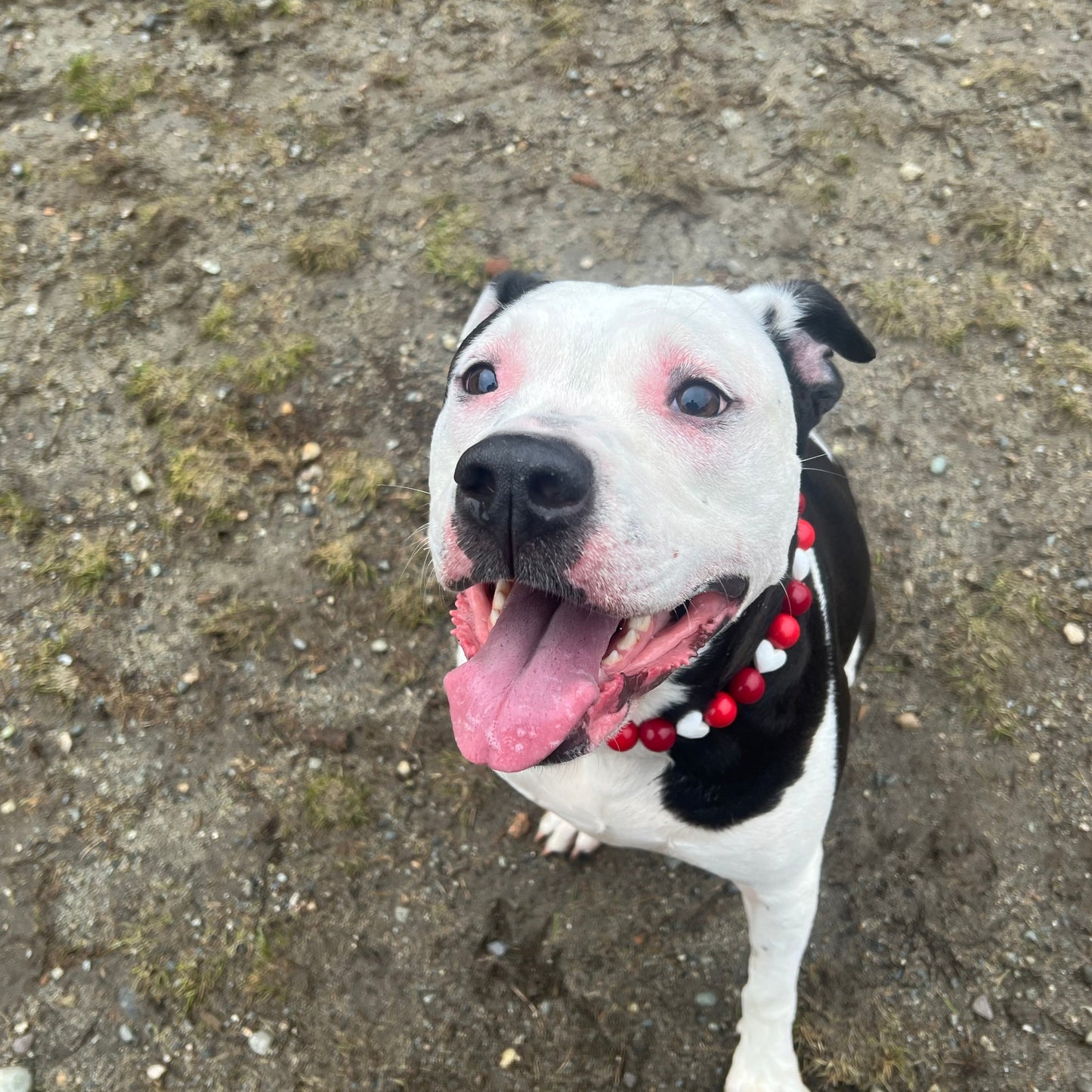 Happy dog sitting and wearing Cinnamon Hearts Handmade Slip on Beaded Pet Collar made with acrylic light red and bright red beads mixed with faceted white heart beads - customizable - Durable - adorable - Valentines Collection Dog Collar