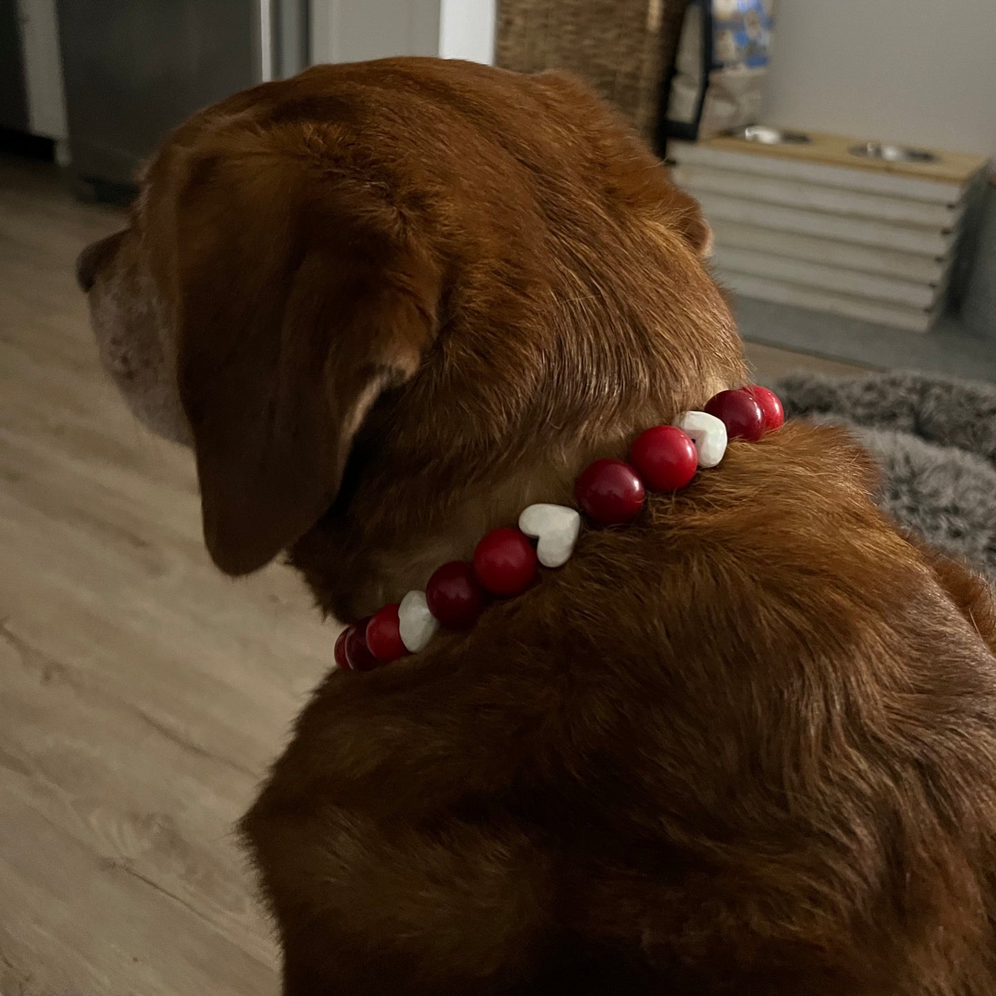 Red lab wearing Cinnamon Hearts Handmade Slip on Beaded Pet Collar made with acrylic light red and bright red beads mixed with faceted white heart beads - customizable - Durable - adorable - Valentines Collection Dog Collar