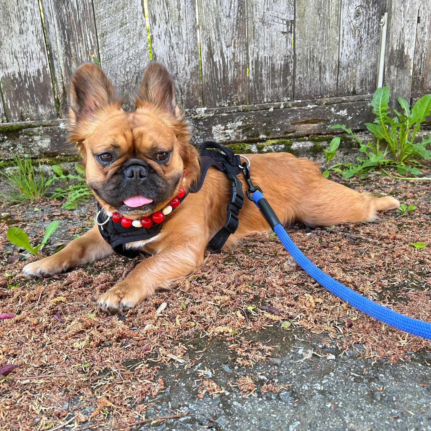 Small dog lying on the ground with a blue leash attached, in front of a wooden fence.