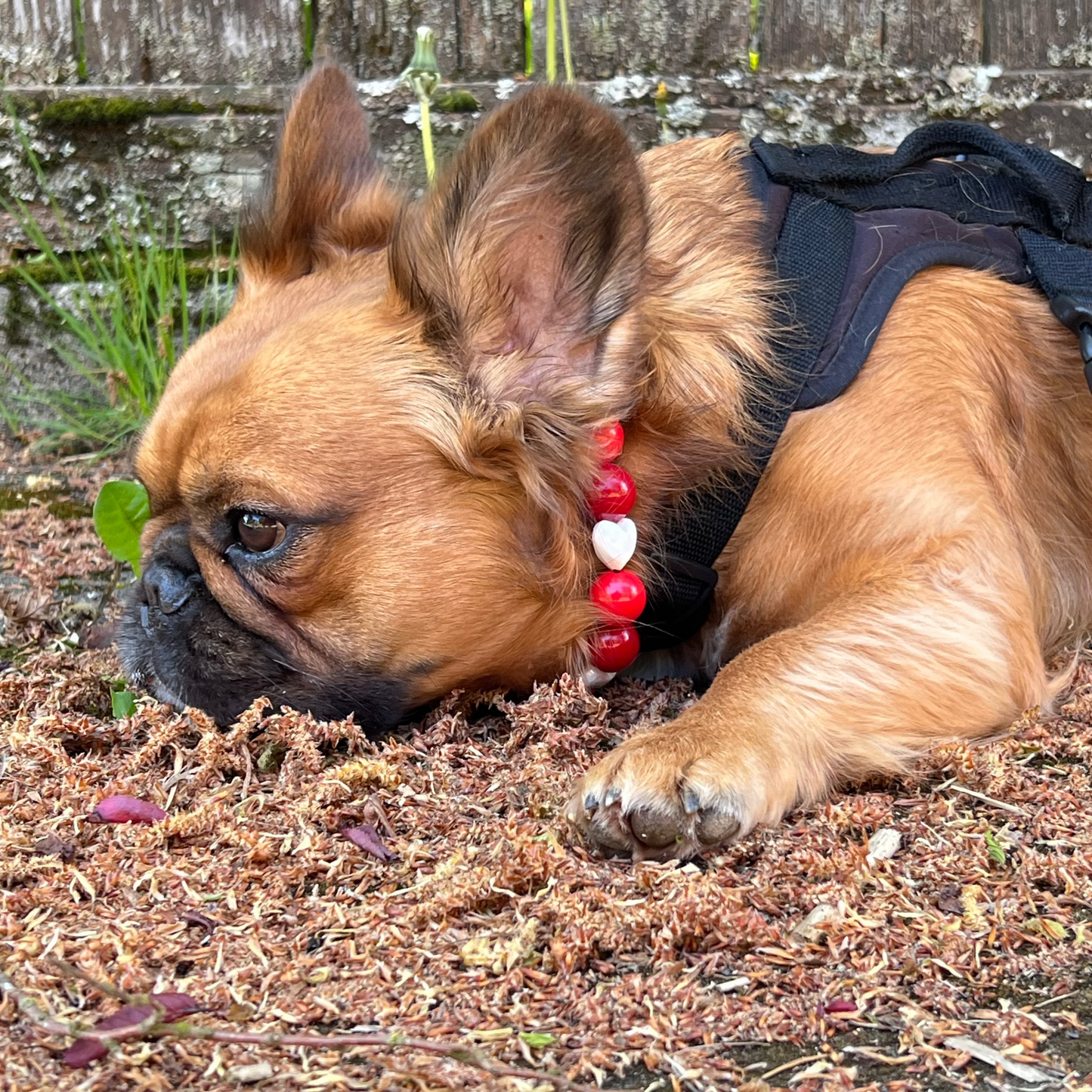 Small dog with a harness and red collar lying on the ground next to a wooden fence.