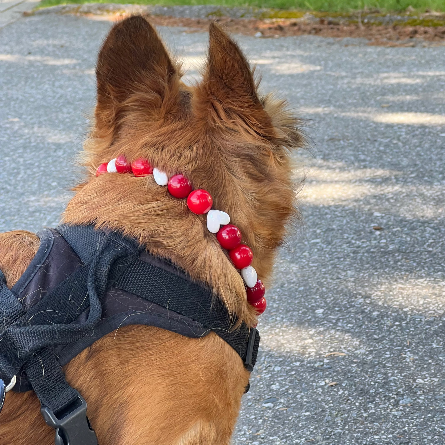 Dog wearing a black harness and red beaded collar on a road.