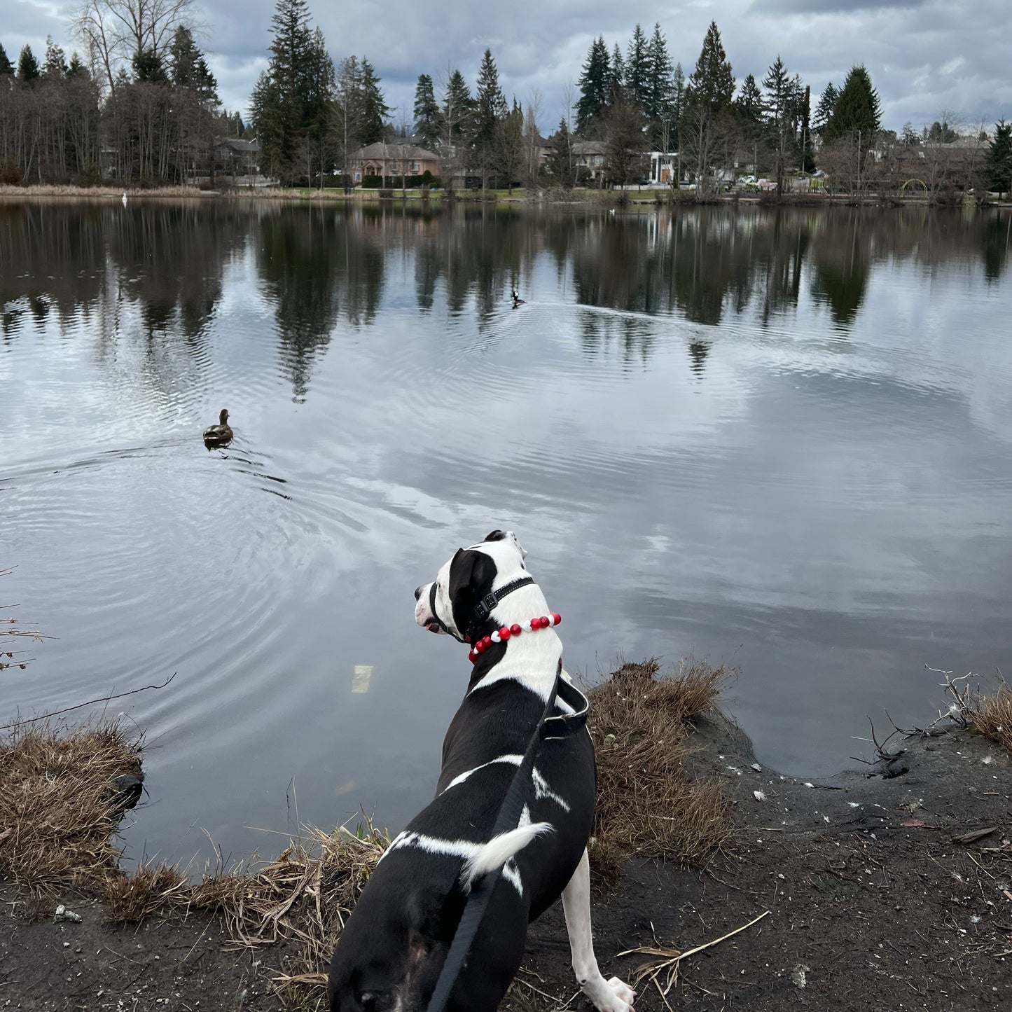 Dog looking out onto a lake wearing Cinnamon Hearts Handmade Slip on Beaded Pet Collar made with acrylic light red and bright red beads mixed with faceted white heart beads - customizable - Durable - adorable - Valentines Collection Dog Collar