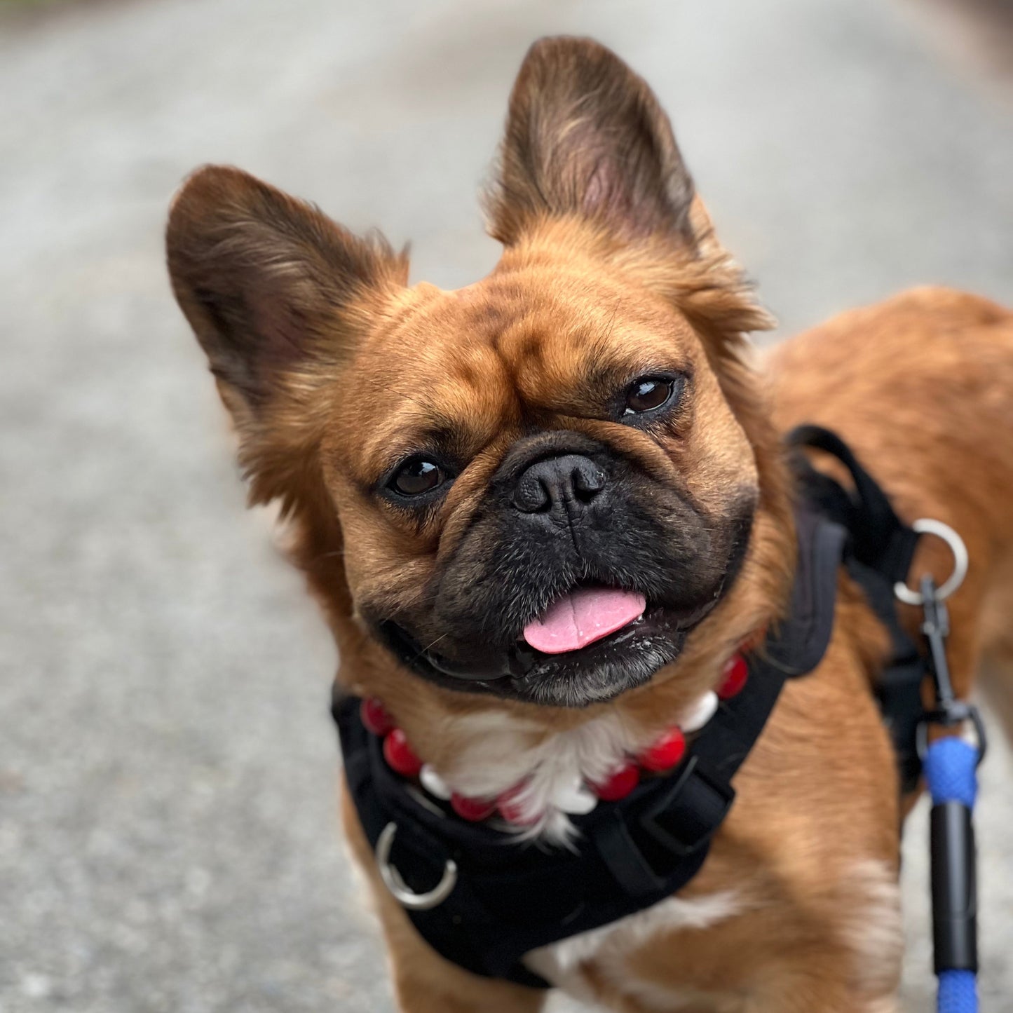 Small dog with a black harness and leash on a road.