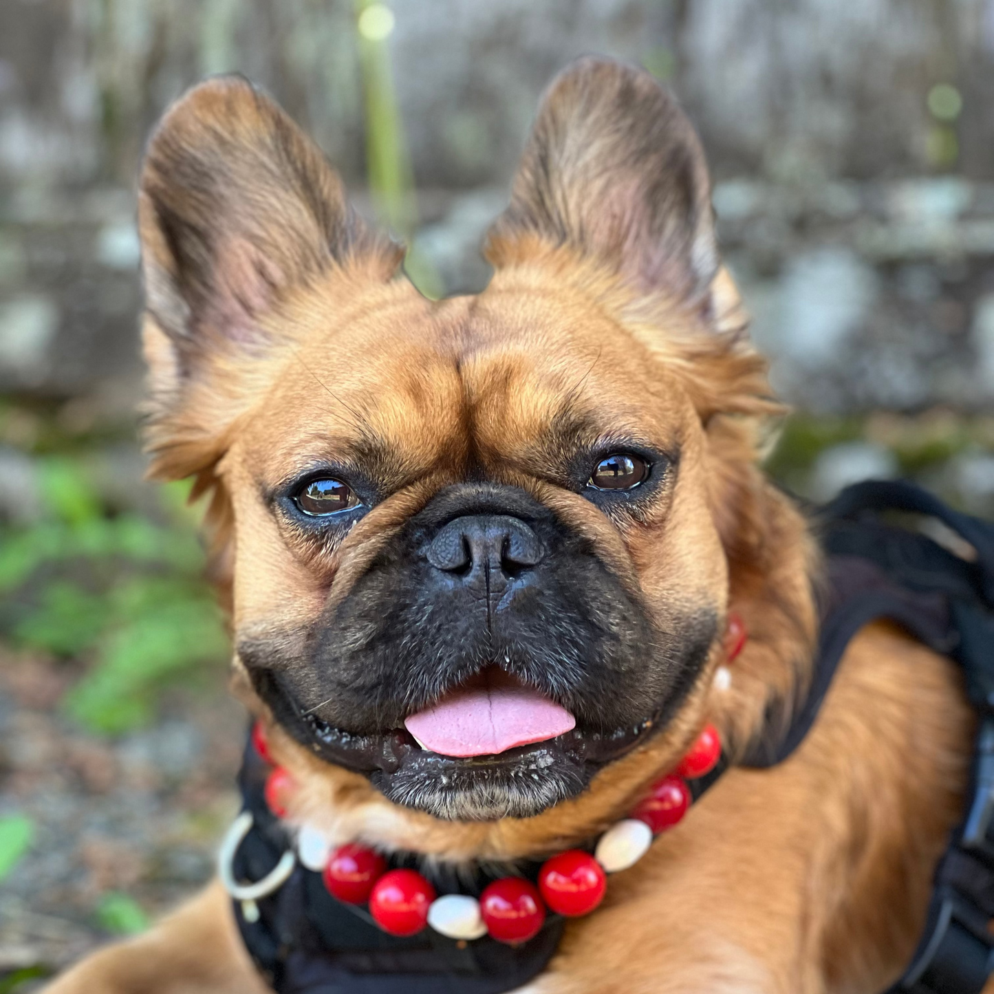 Dog wearing a red and white collar with a blurred natural background