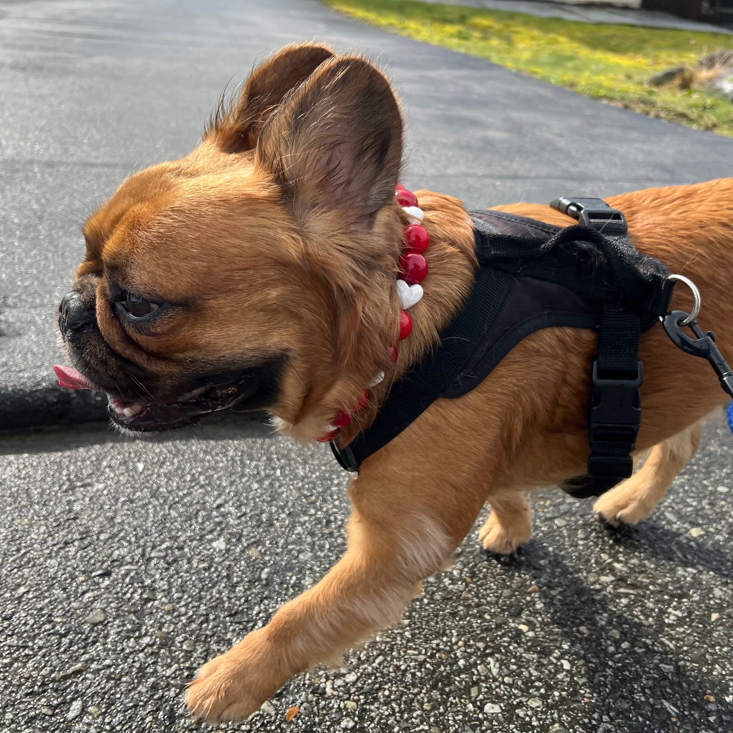Small dog on a leash walking on a road
