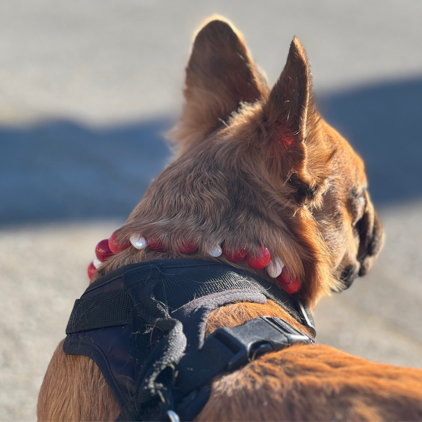 Close-up of a dog's head with a blurred natural background