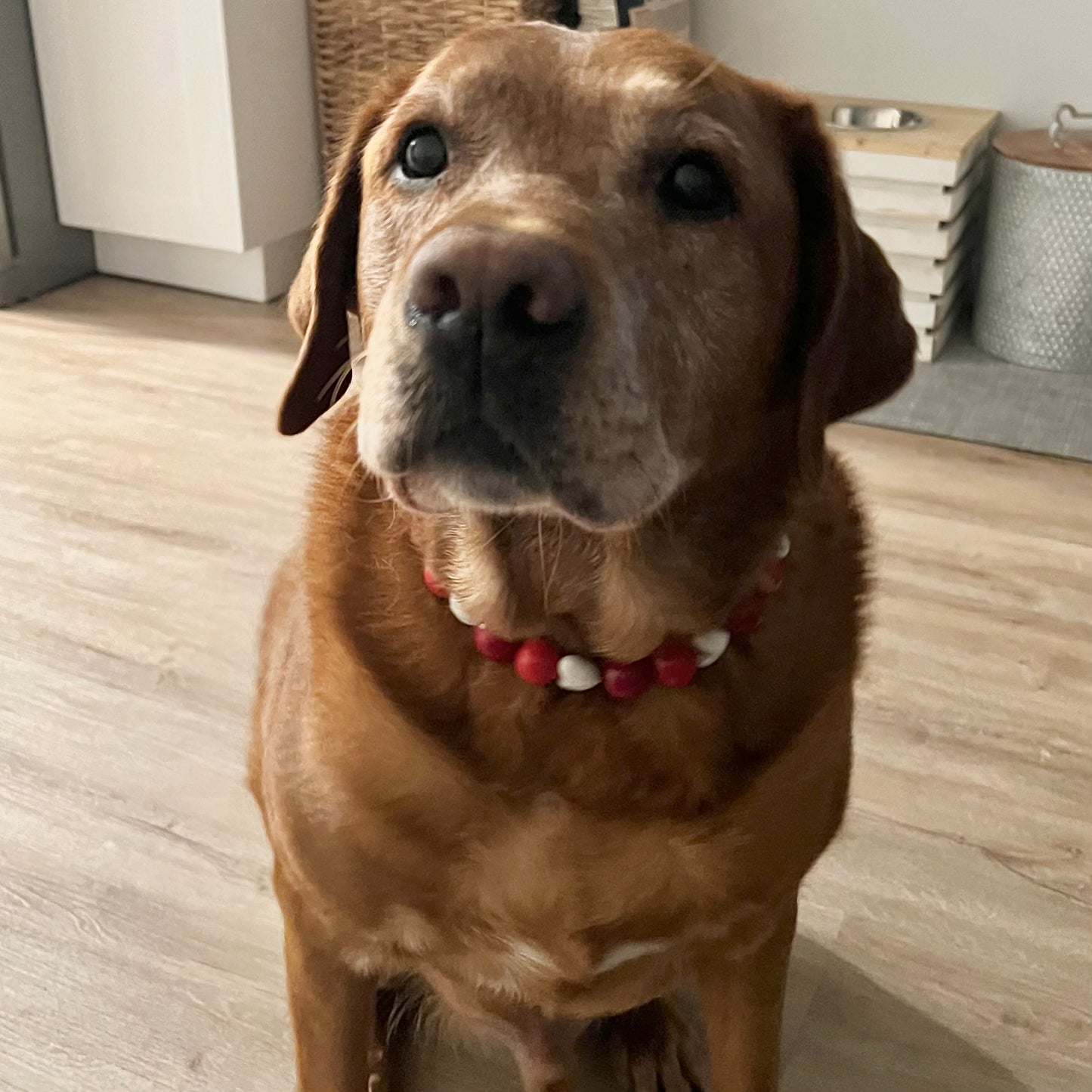 Red lab wearing Cinnamon Hearts Handmade Slip on Beaded Pet Collar made with acrylic light red and bright red beads mixed with faceted white heart beads - customizable - Durable - adorable - Valentines Collection Dog Collar