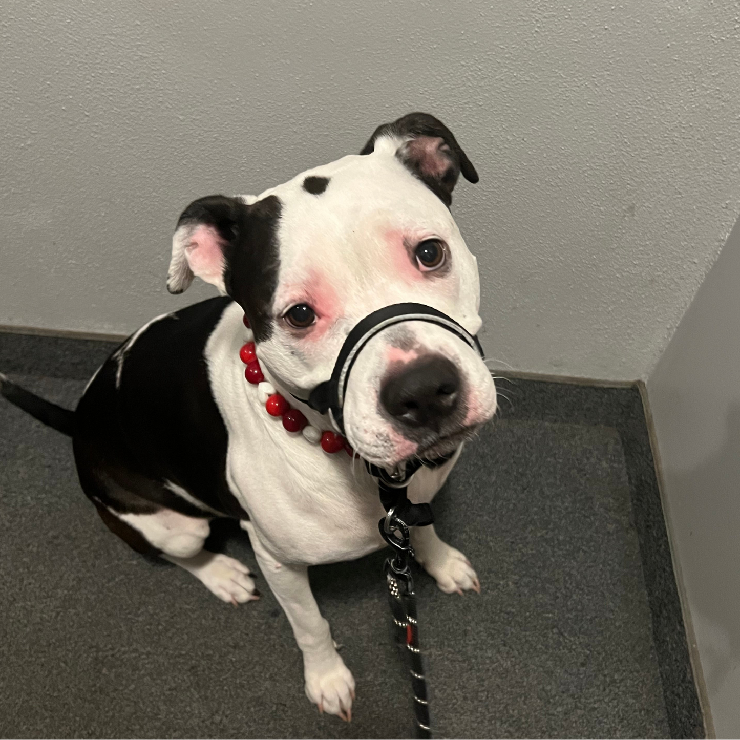 Black and white dog with a red collar sitting indoors.