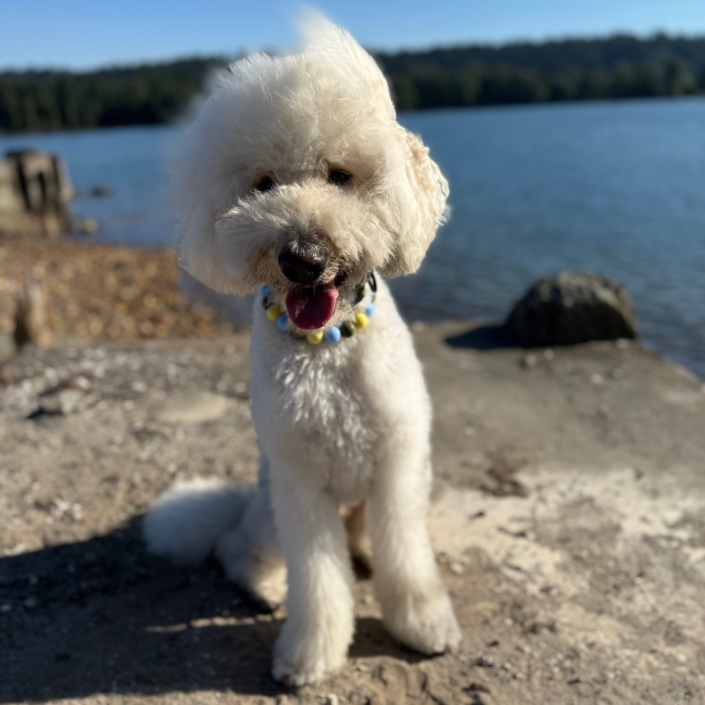 White dog with a colorful collar sitting on a lakeside path.