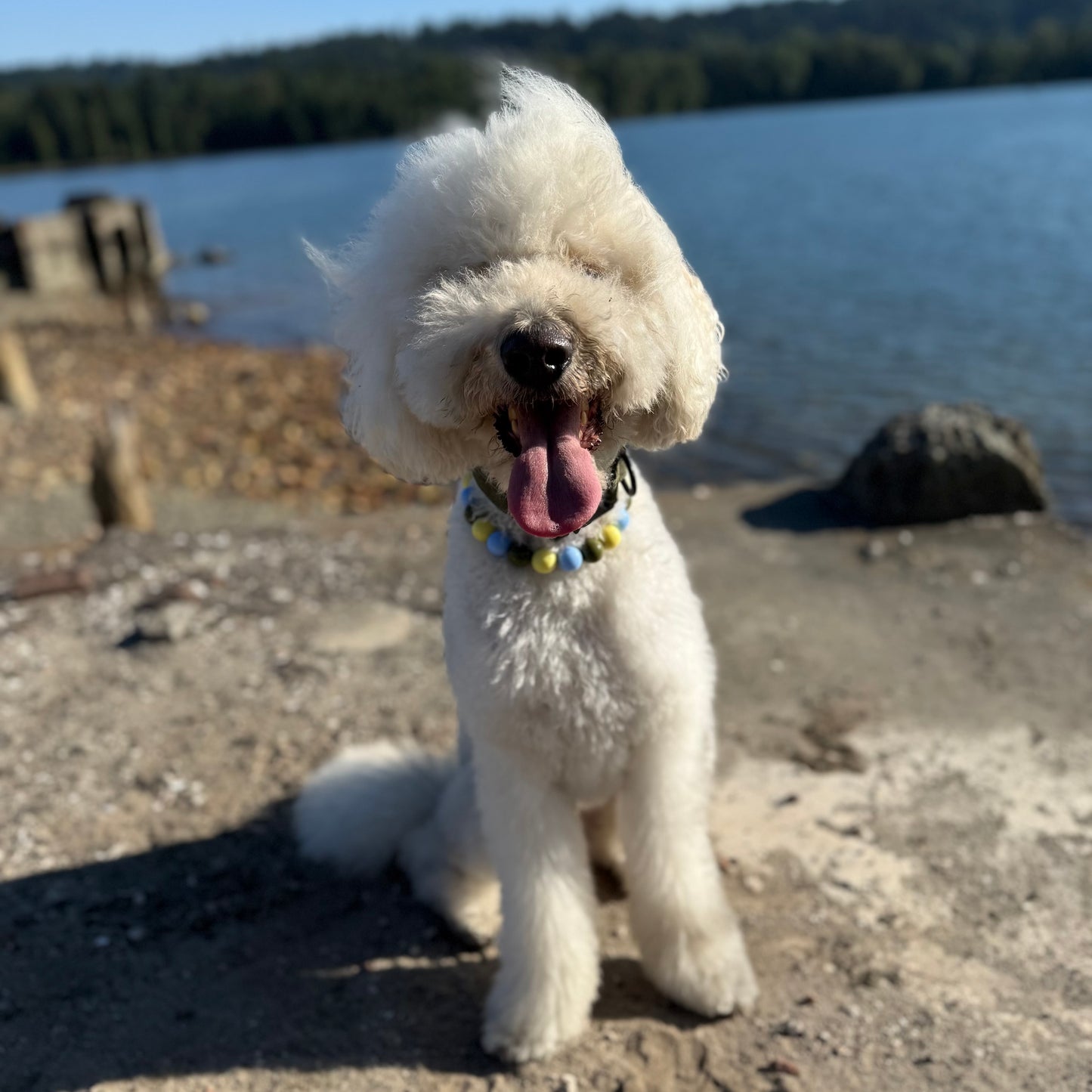 White dog with a colorful collar standing on a beach near water