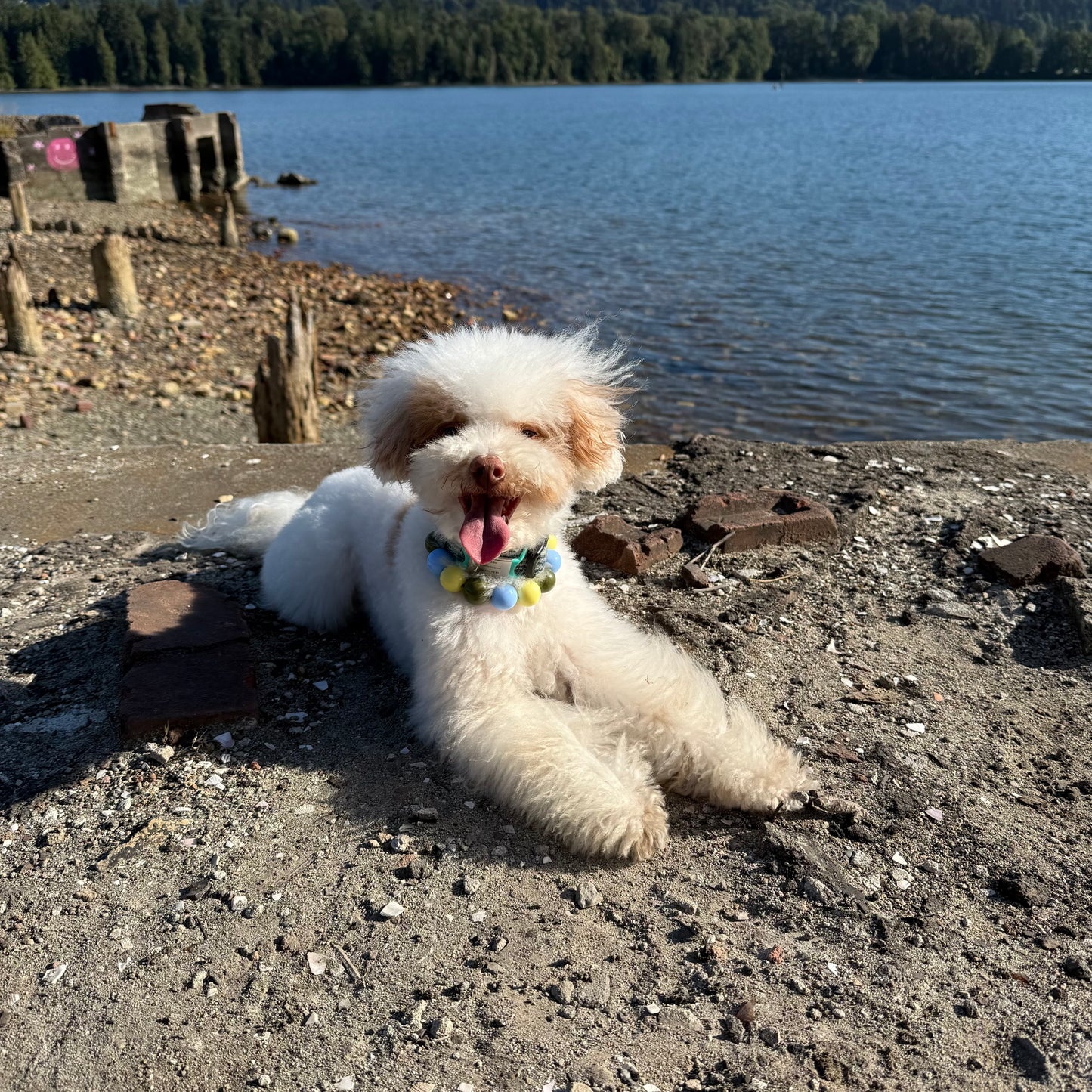 White dog with a colorful collar sitting on a rocky shoreline by a lake.