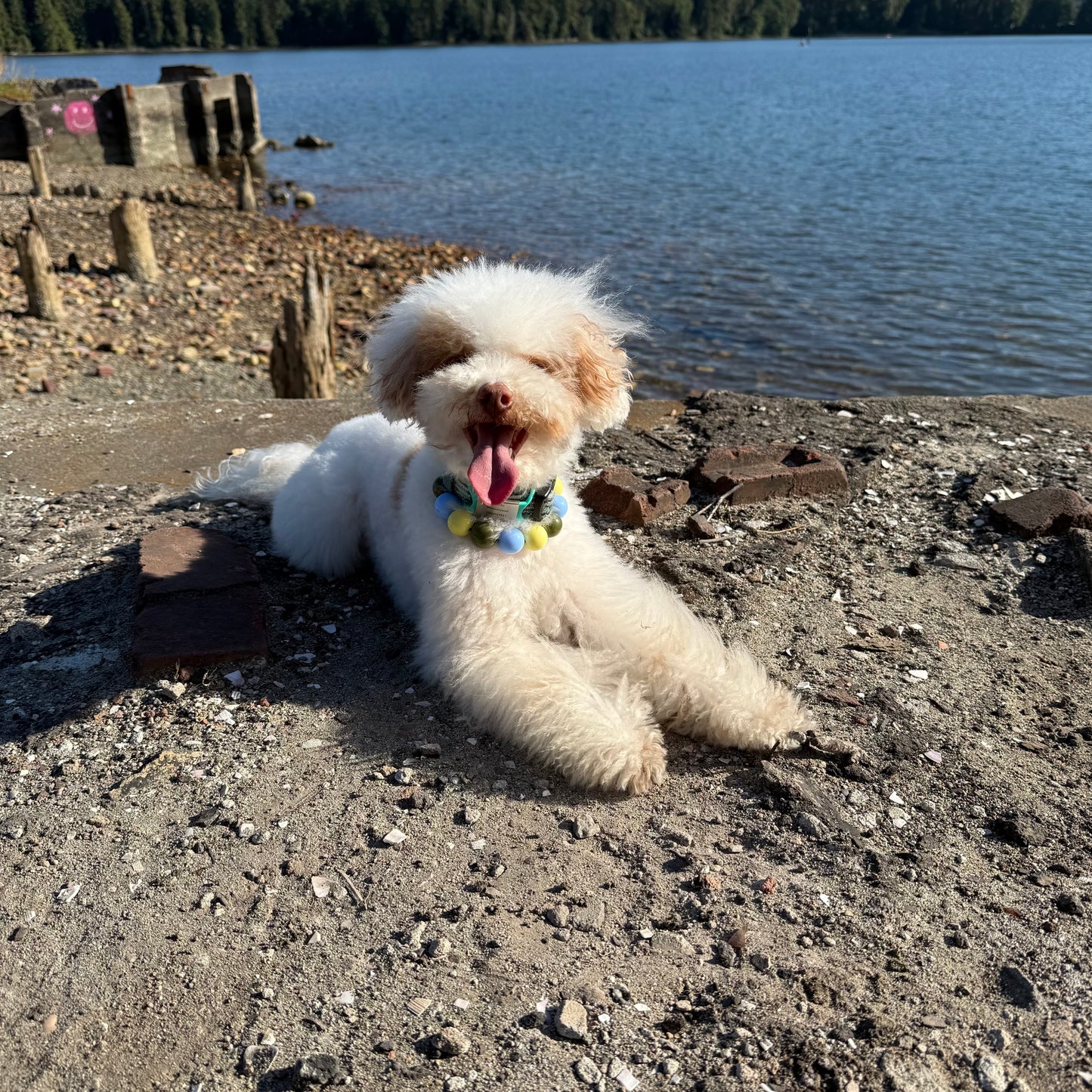 Small white dog with a colorful collar lying on a rocky shoreline by a body of water.
