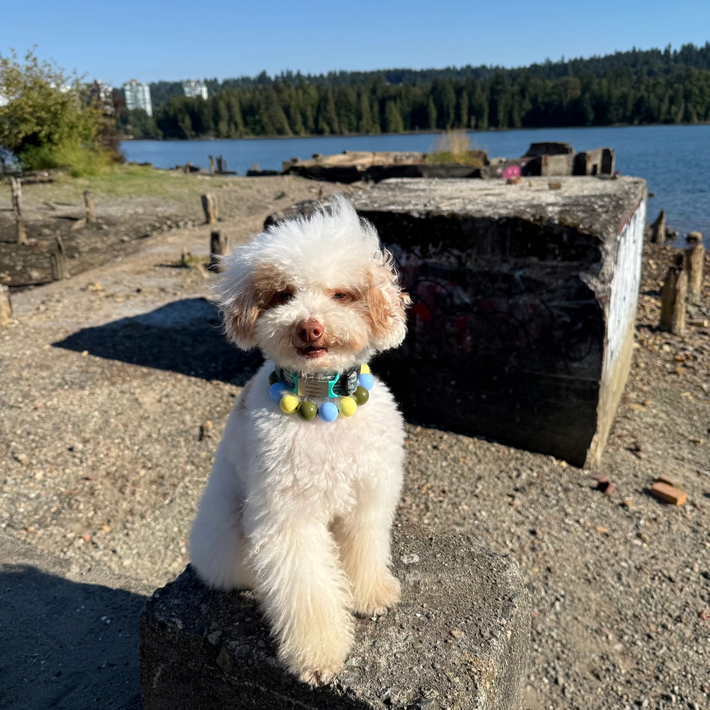 Small white dog with a colorful collar sitting on a concrete surface near a body of water.