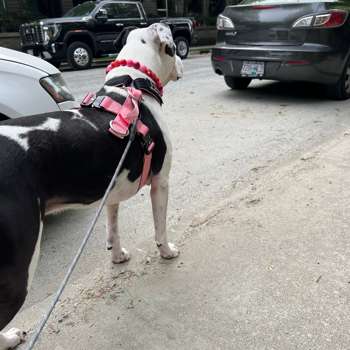 Dog standing in a pink harness wearing The Cupid - Handmade Slip on Beaded Pet Collar made with acrylic light pink and bright pink, red and red heart beads - customizable - Durable - adorable - Valentines Collection Dog Collar