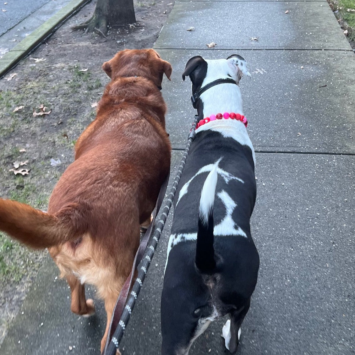 Lab and pitbull cross dog wearing The Cupid - Handmade Slip on Beaded Pet Collar made with acrylic light pink and bright pink, red and red heart beads - customizable - Durable - adorable - Valentines Collection Dog Collar