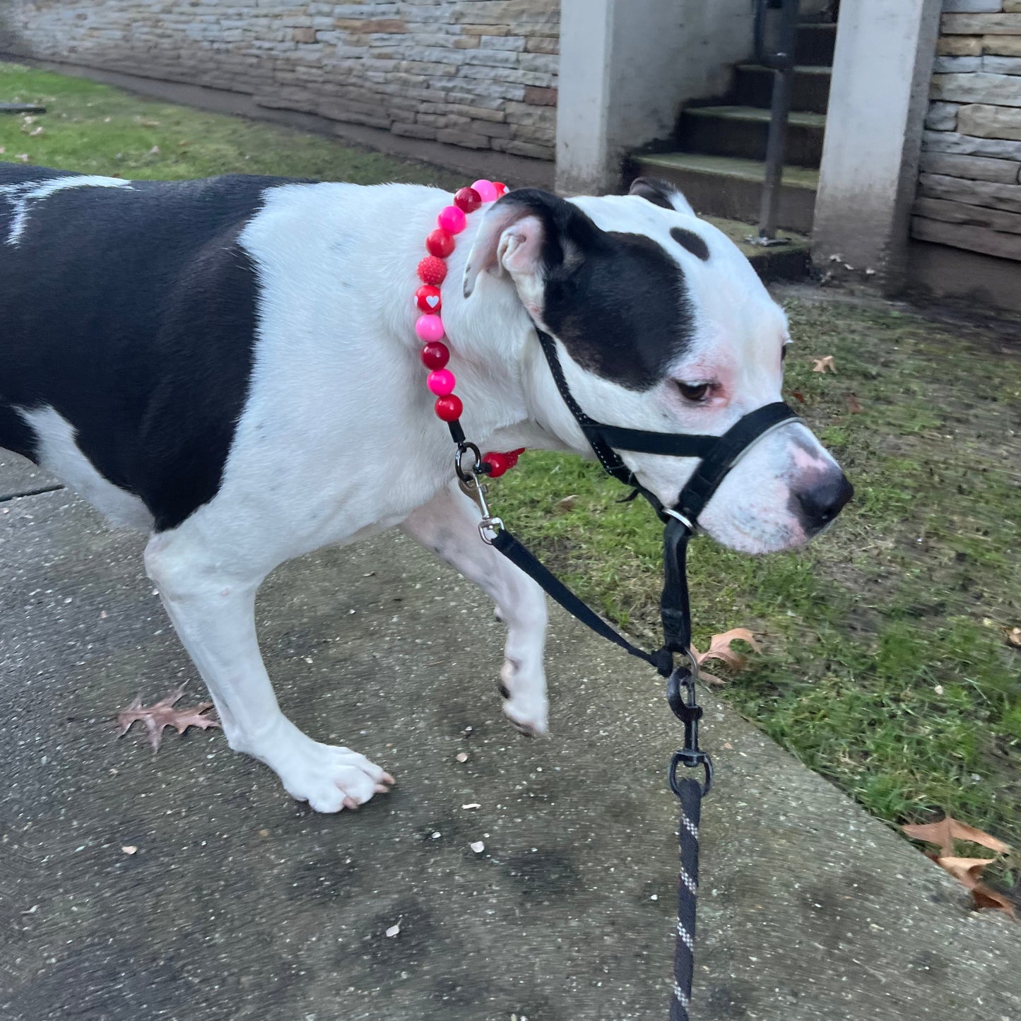 Black and white dog walking wearing The Cupid - Handmade Slip on Beaded Pet Collar made with acrylic light pink and bright pink, red and red heart beads - customizable - Durable - adorable - Valentines Collection Dog Collar