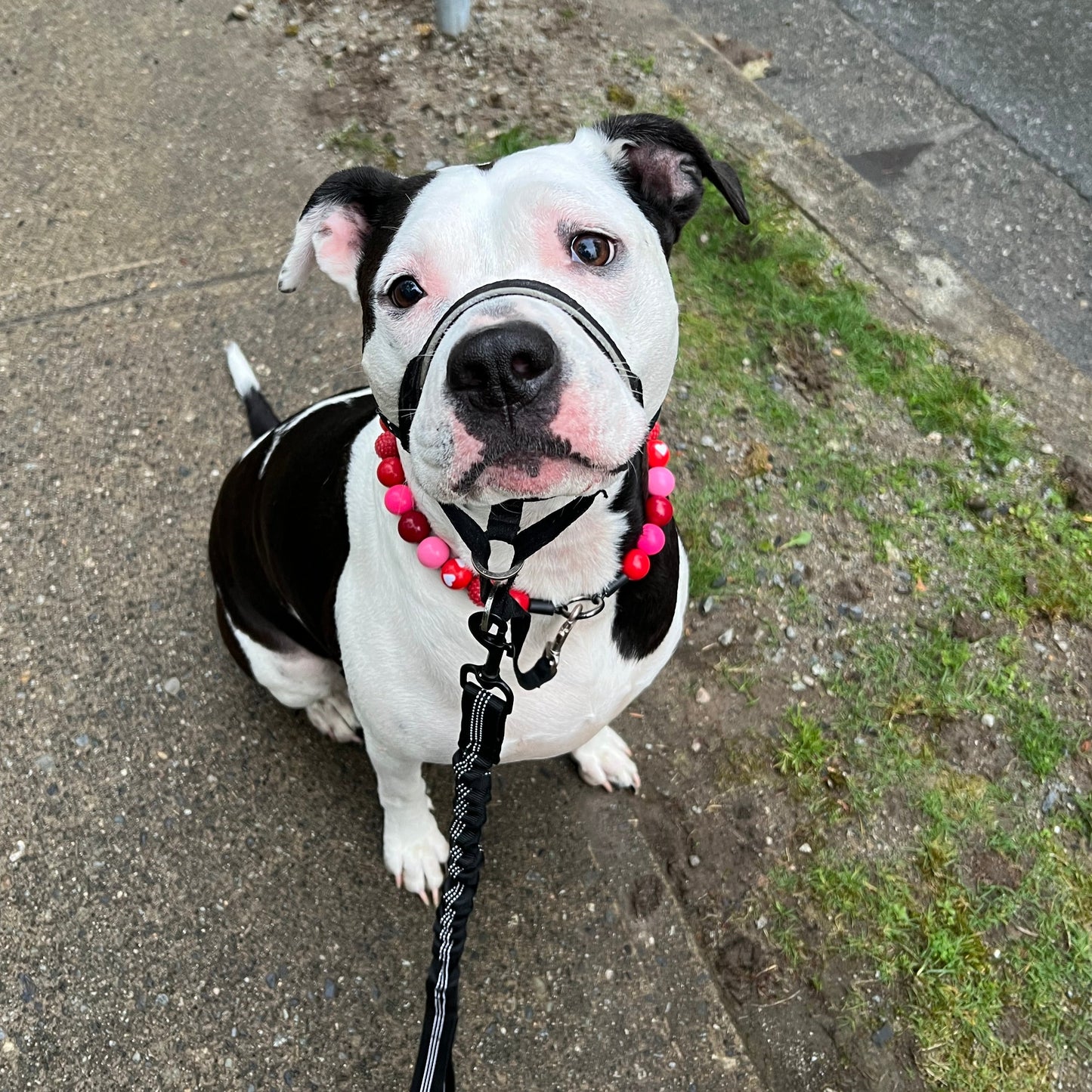 Pitbull mix wearing a Halti and The Cupid - Handmade Slip on Beaded Pet Collar made with acrylic light pink and bright pink, red and red heart beads - customizable - Durable - adorable - Valentines Collection Dog Collar
