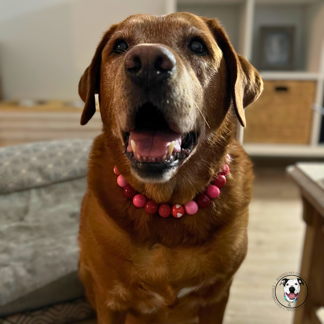 Red lab smiling wearing The Cupid - Handmade Slip on Beaded Pet Collar made with acrylic light pink and bright pink, red and red heart beads - customizable - Durable - adorable - Valentines Collection Dog Collar