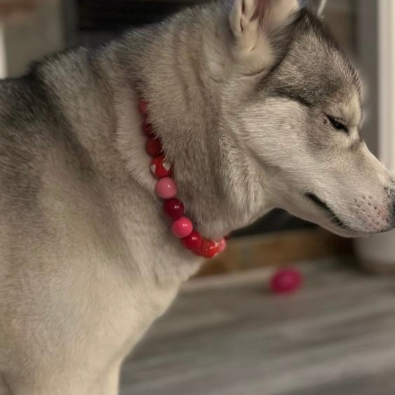 Dog wearing a red beaded collar with a blurred background